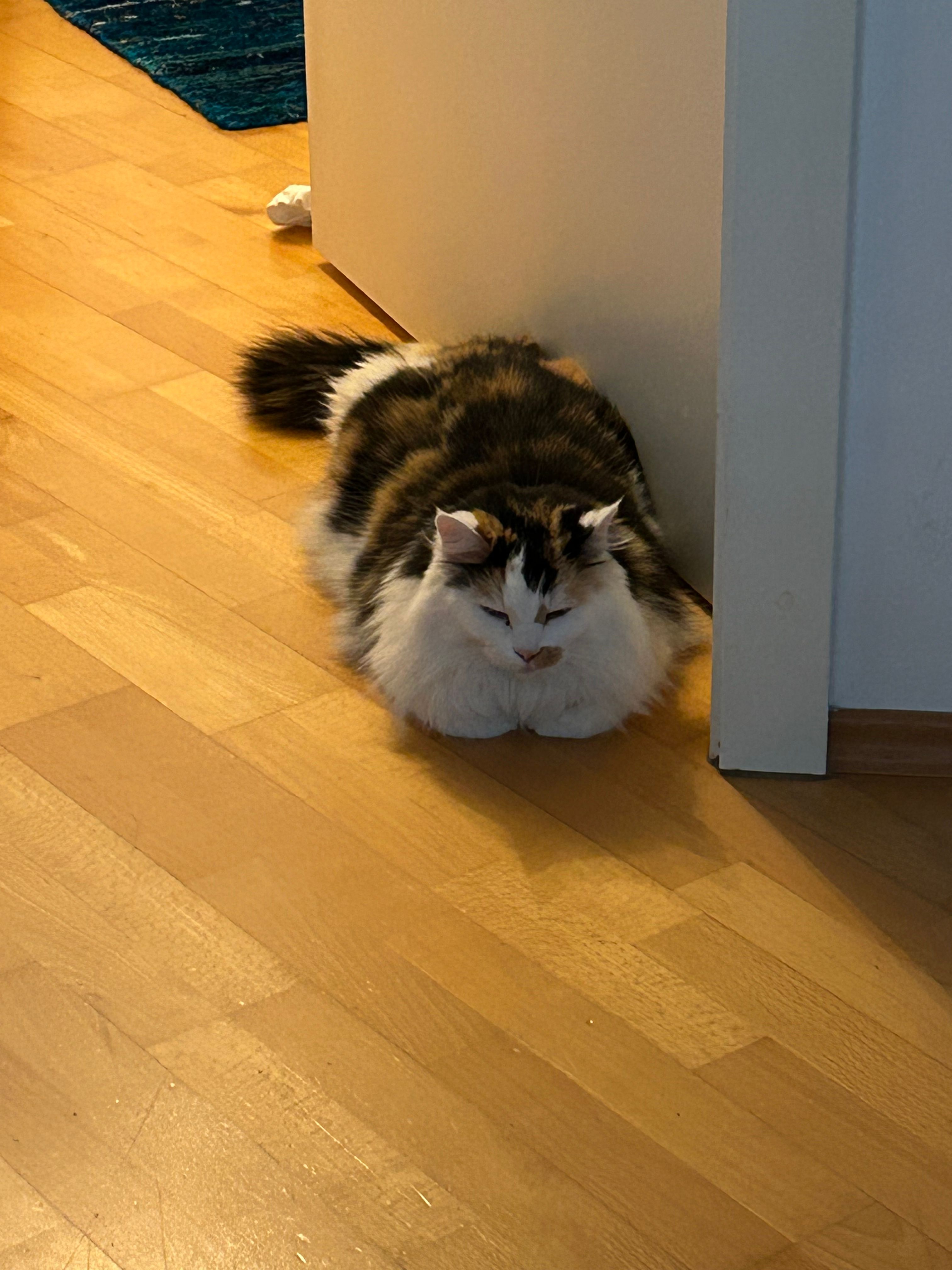 image-11