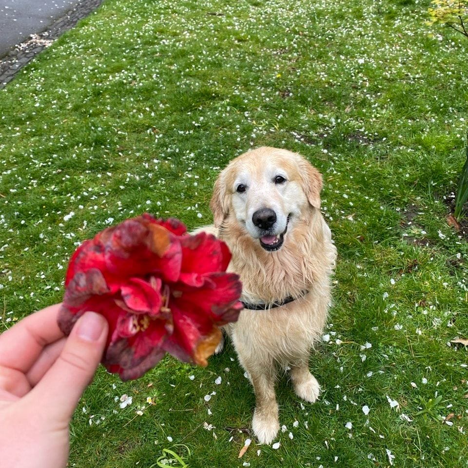 Ringo