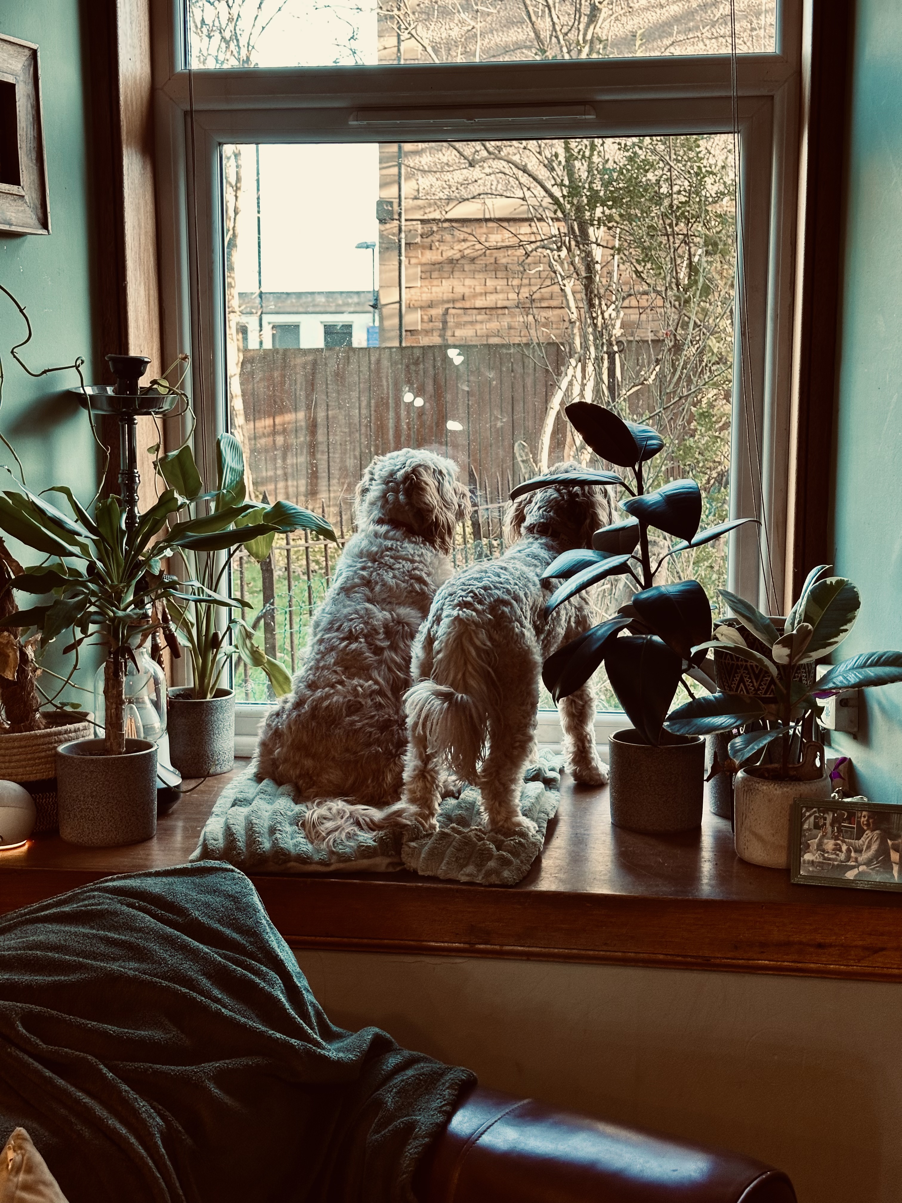 image-19