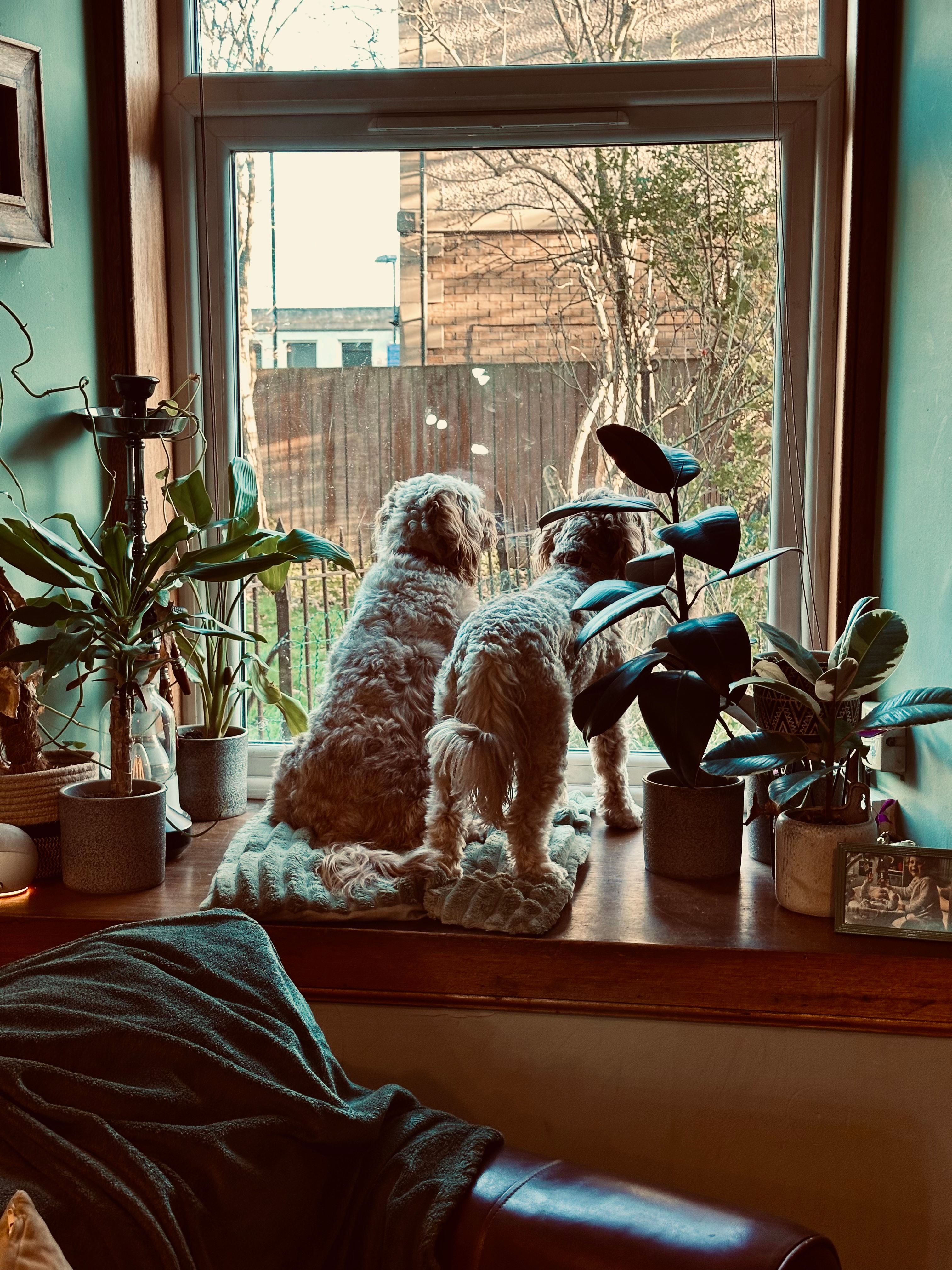 image-19