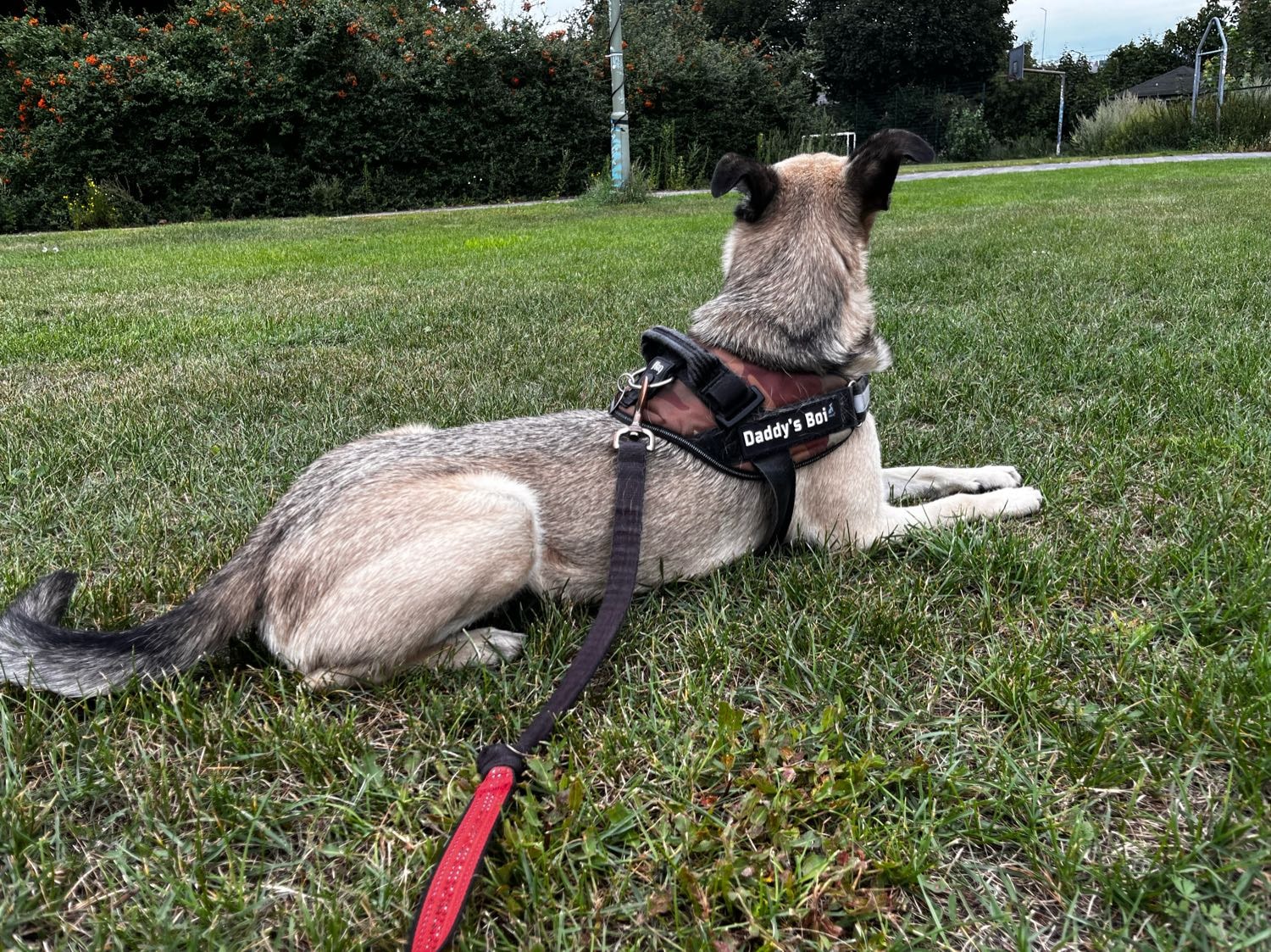 image-11