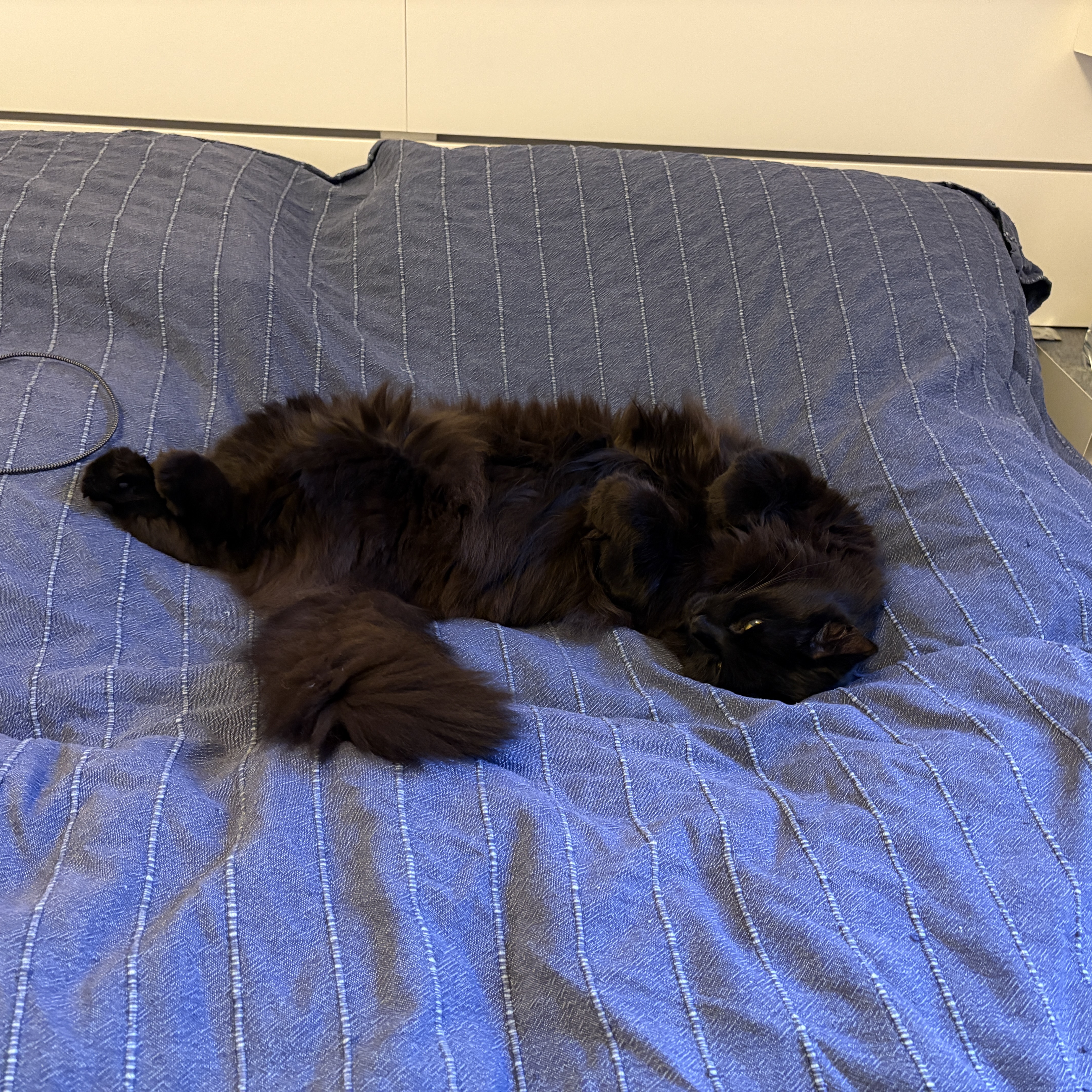 Mirko