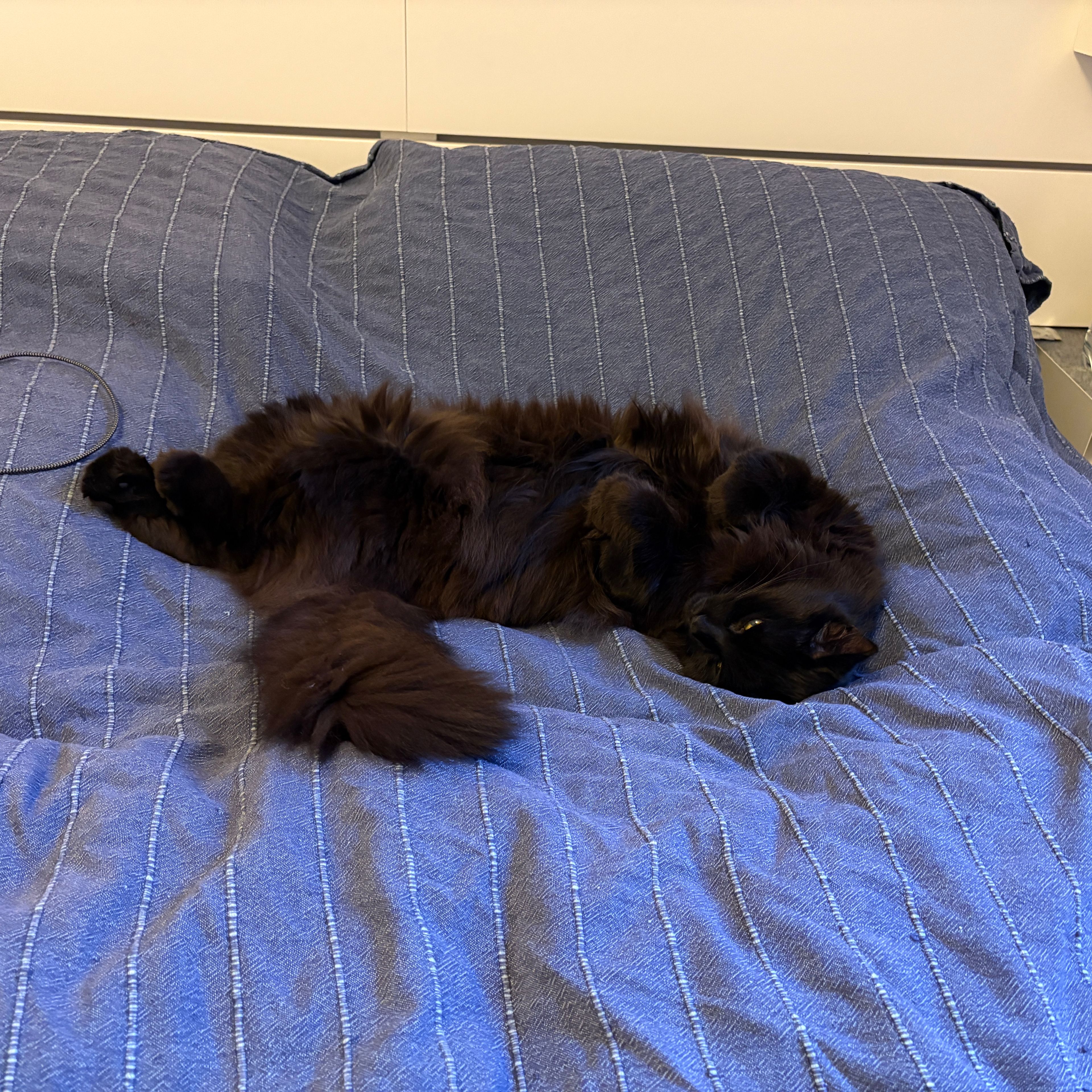 Mirko