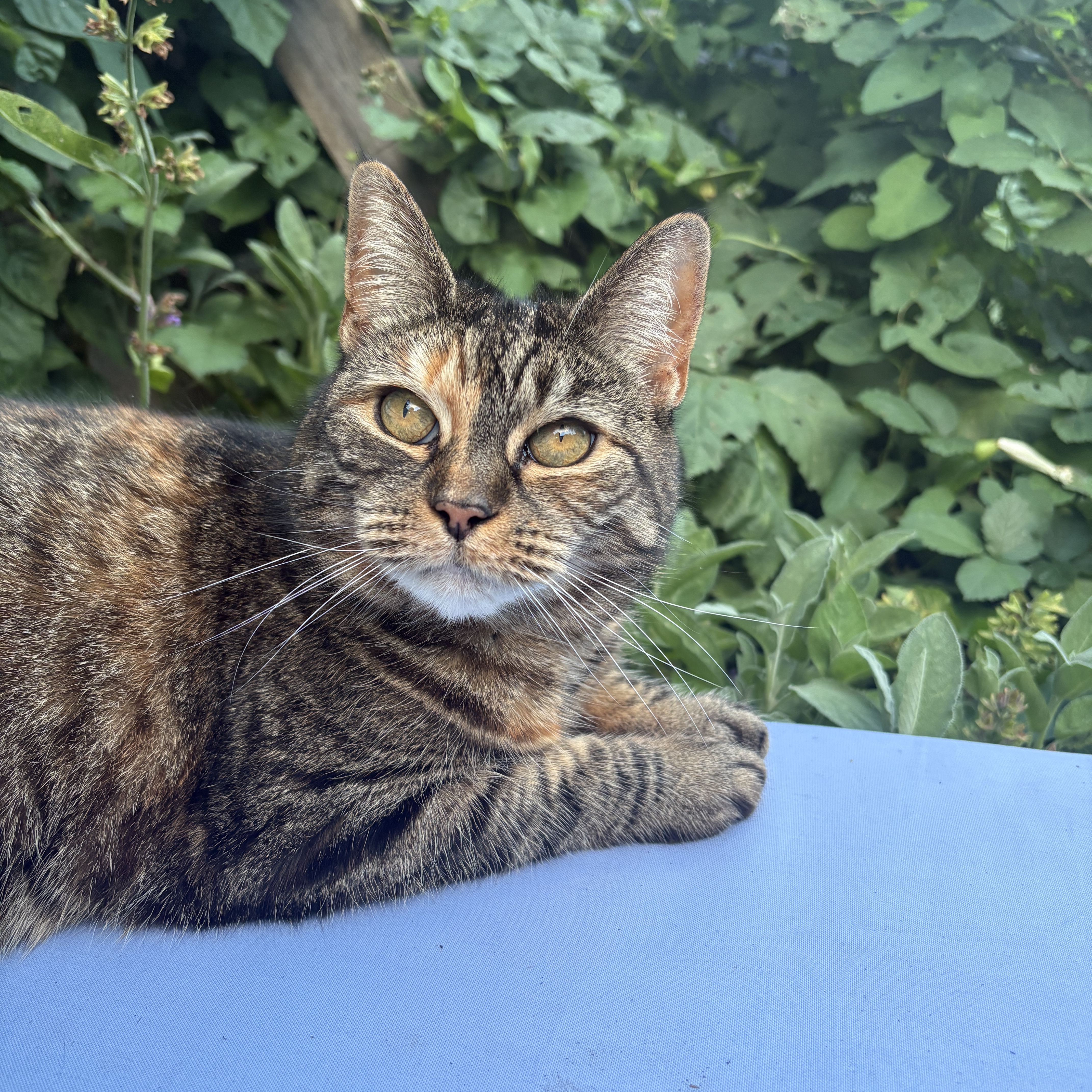 Monella