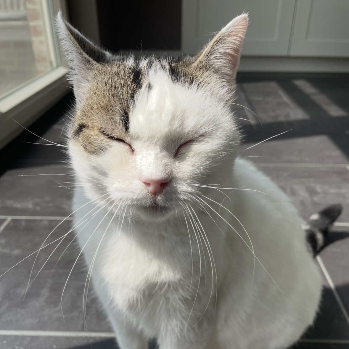 Snoezie