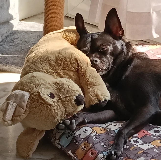 Popi
