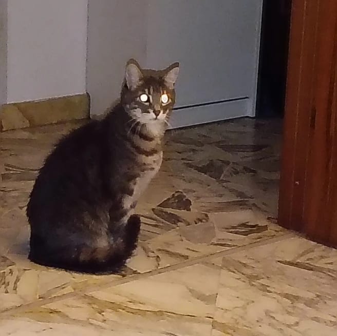 Pippo