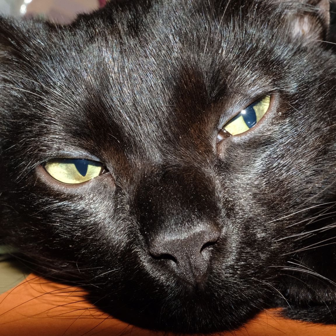Moka