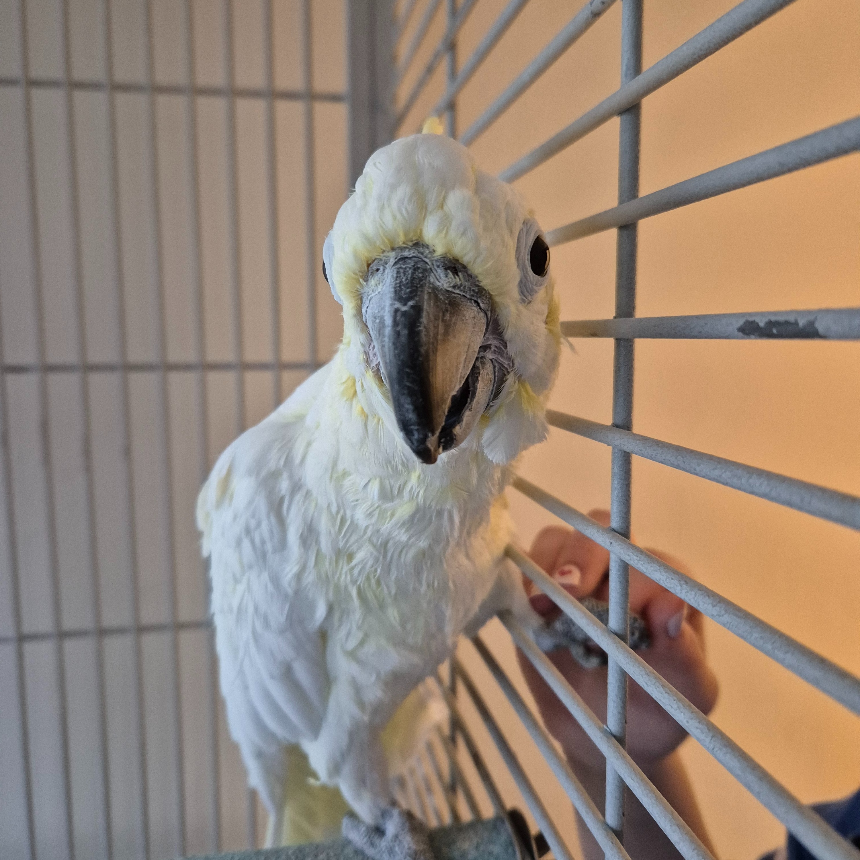 Cocky