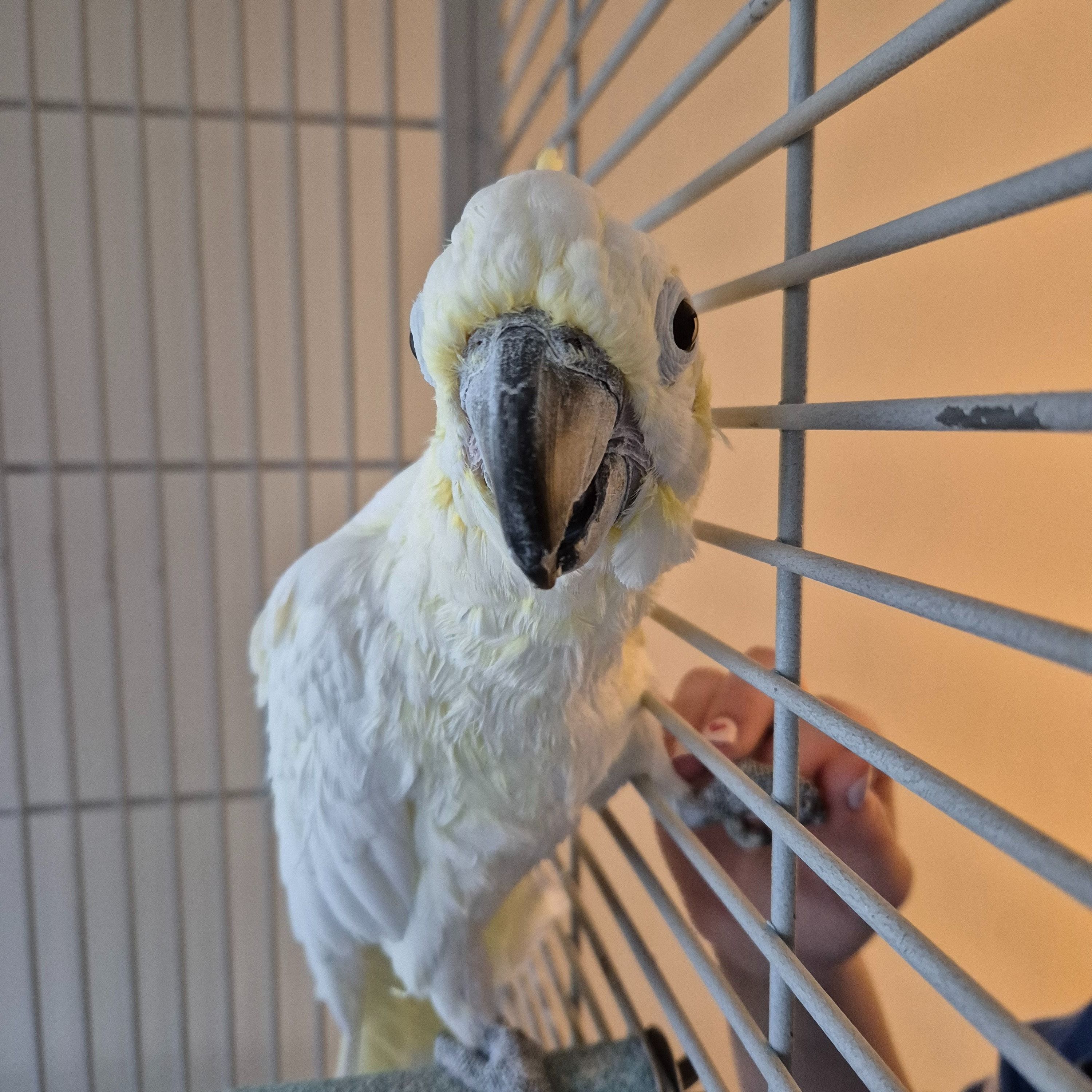 Cocky