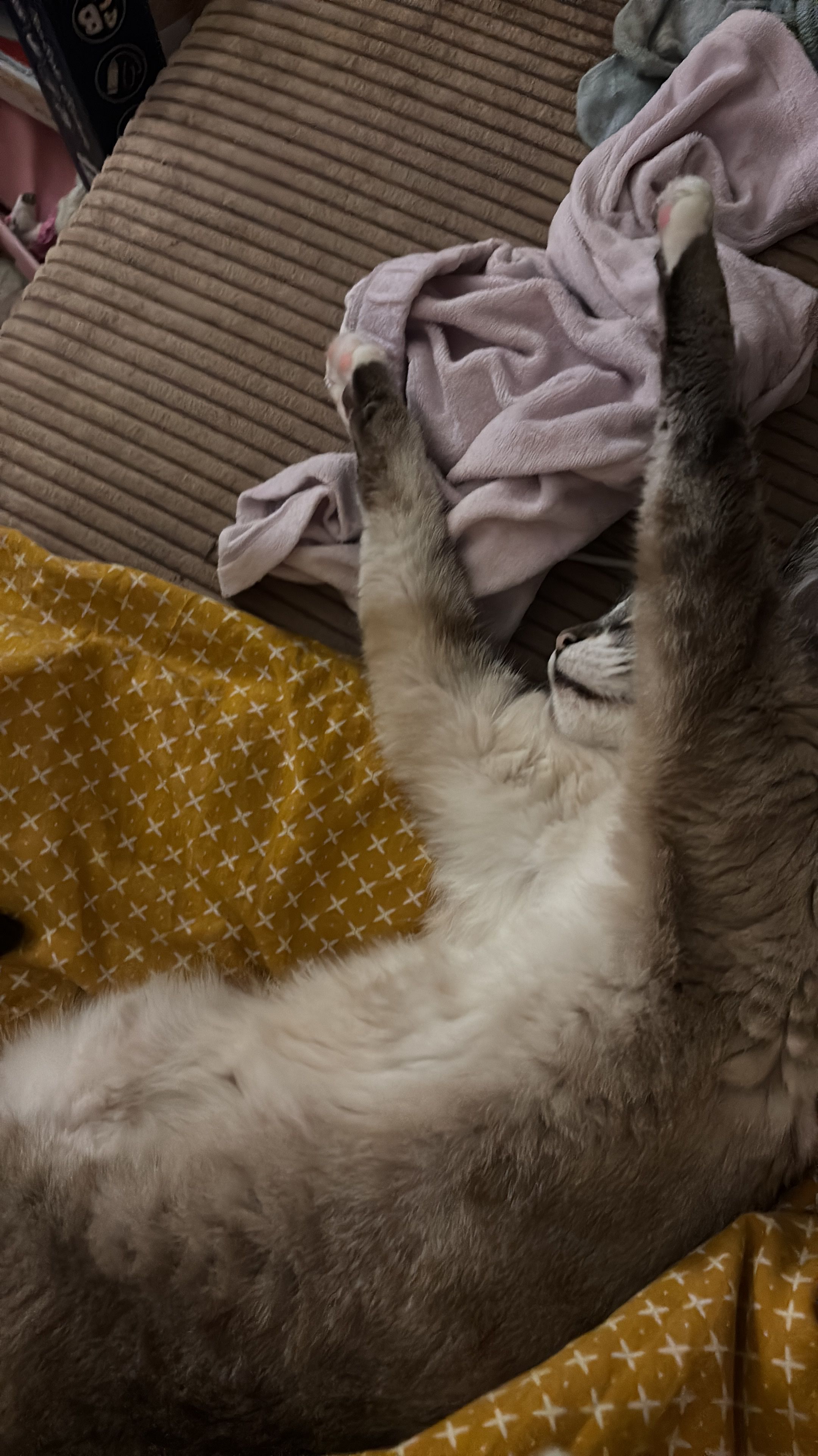image-7
