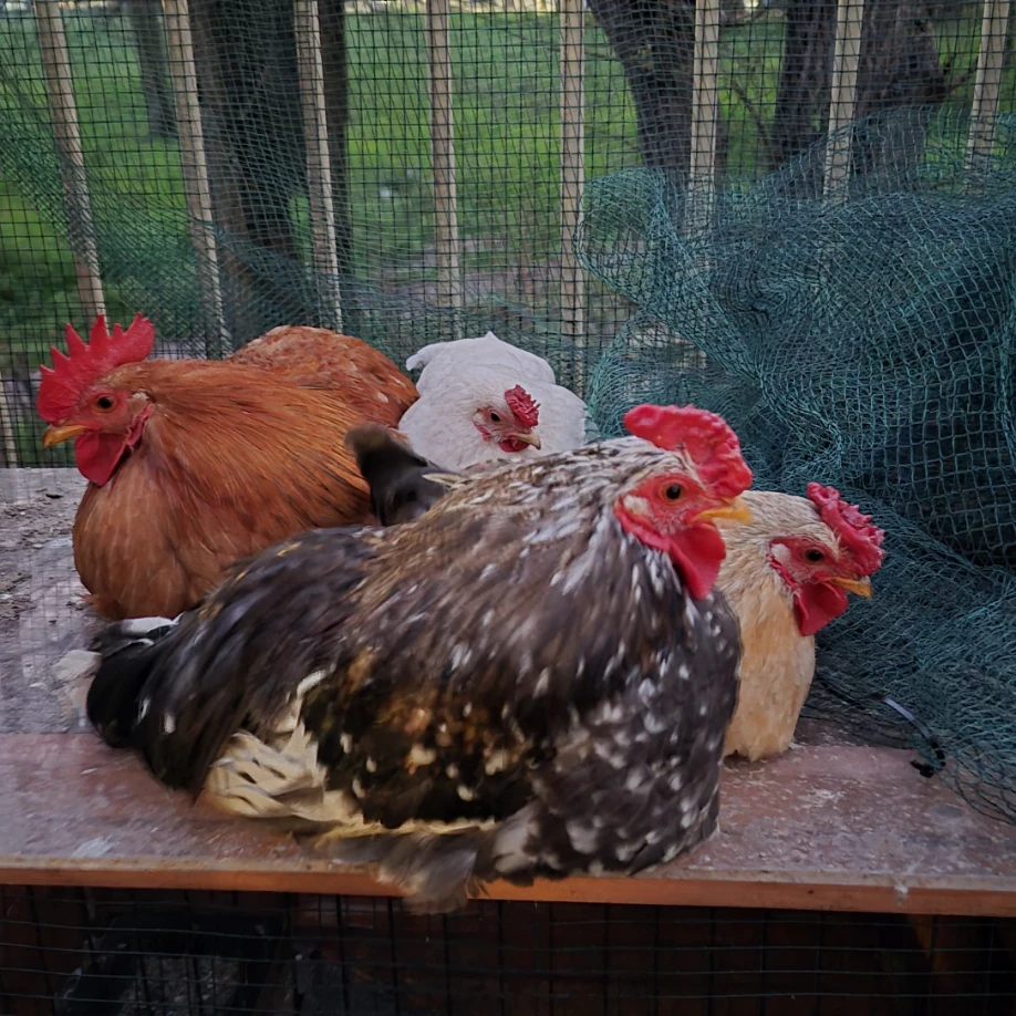 Miele, Briciola, Rosita, Molly