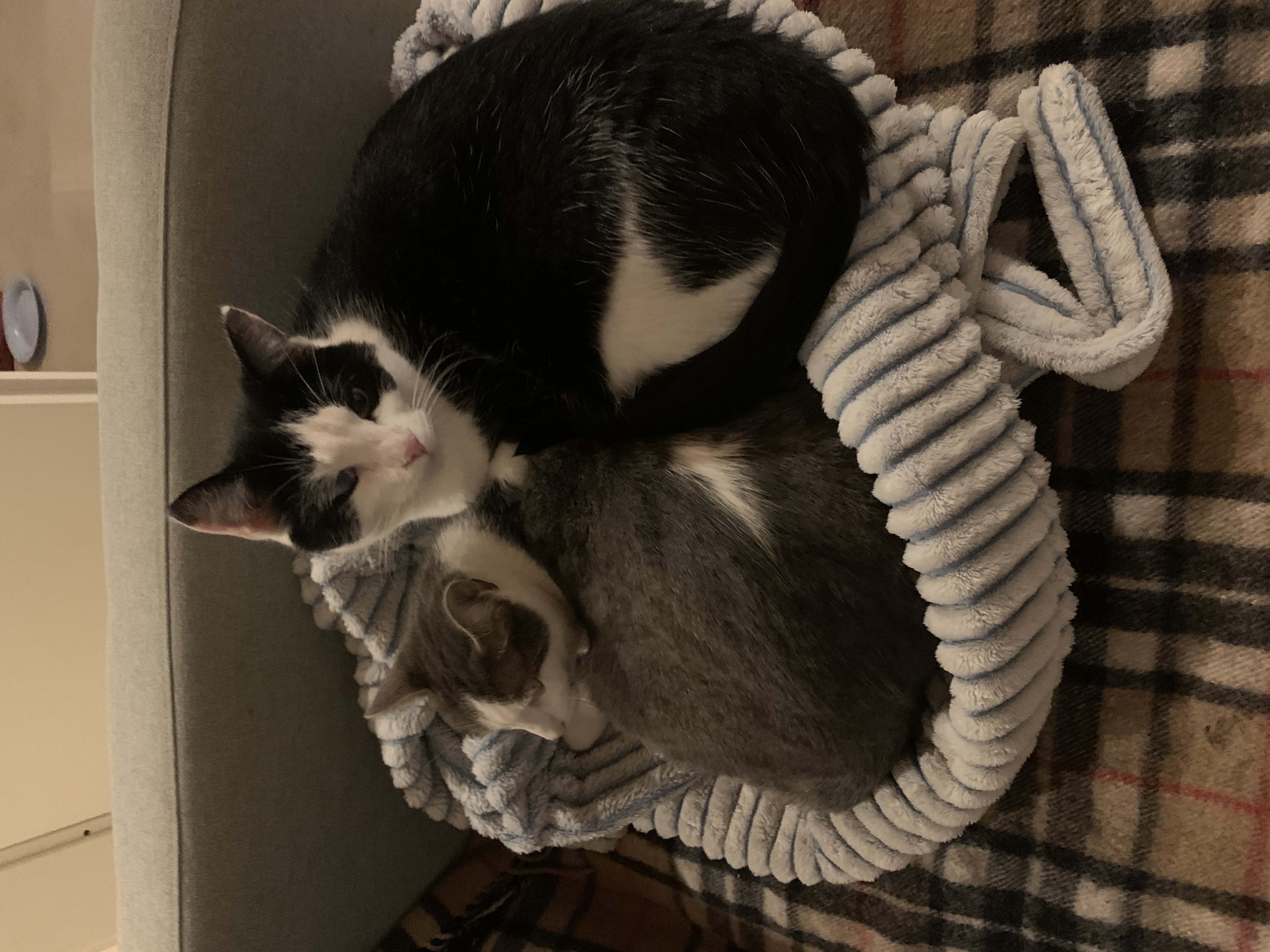 image-7