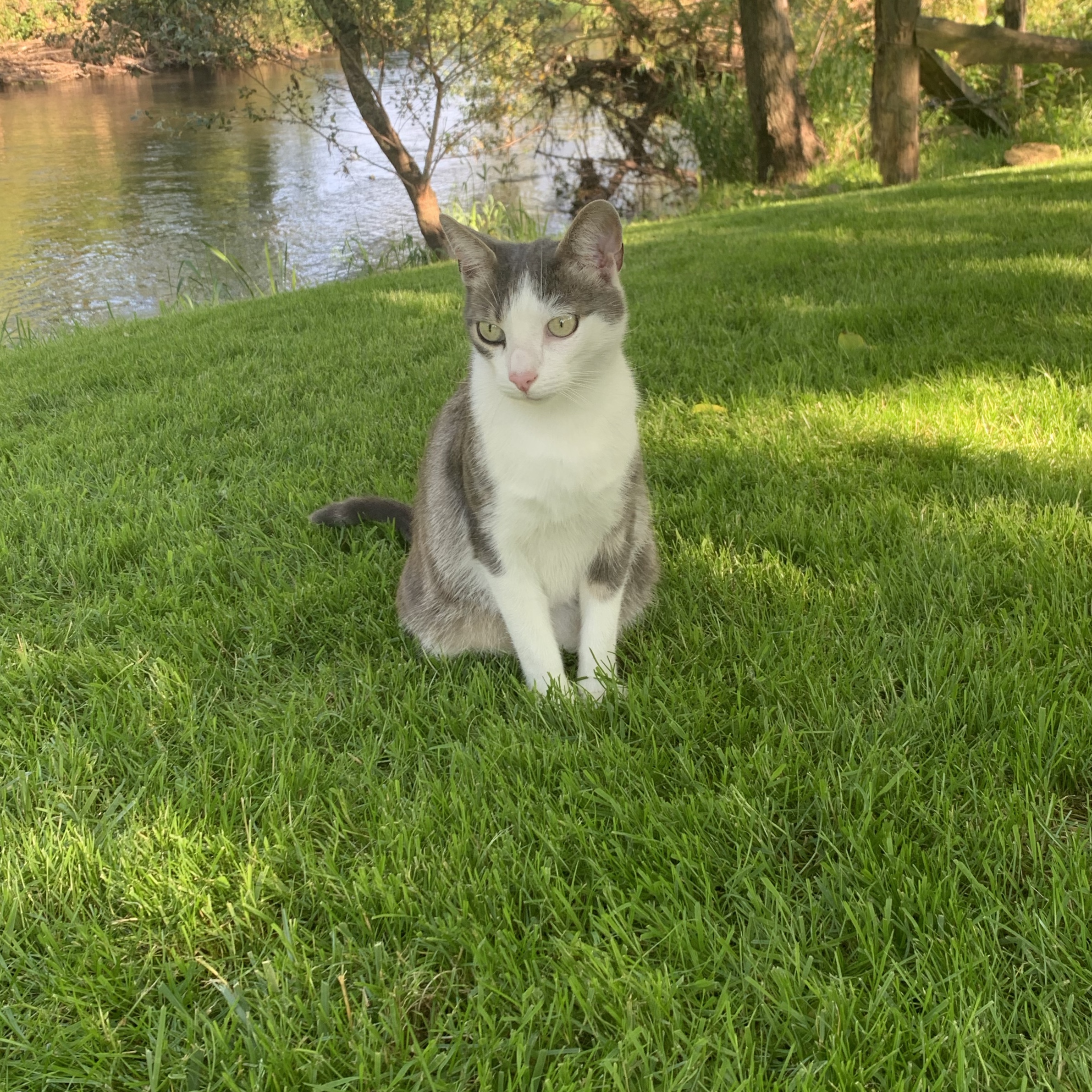 Ali 
