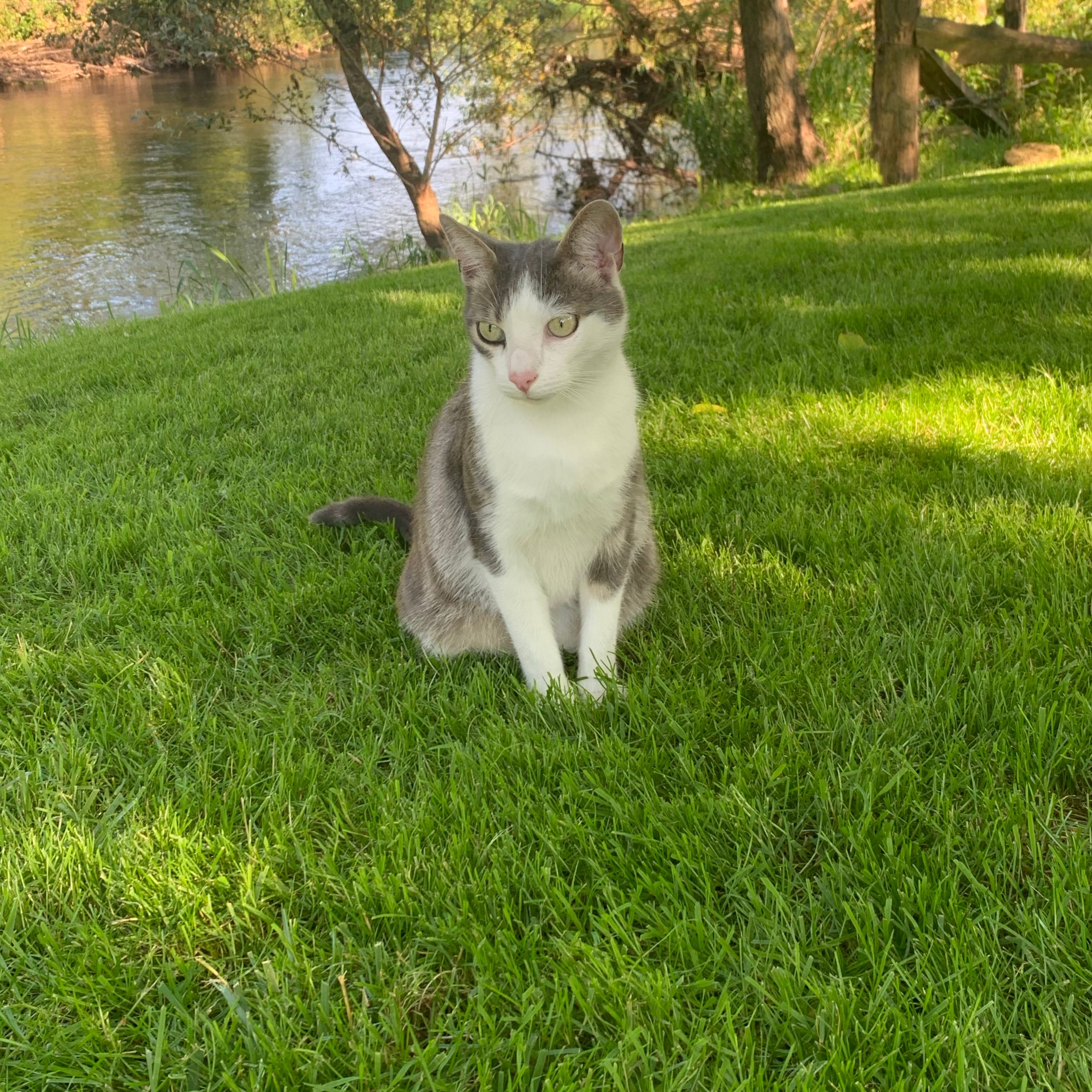 Ali