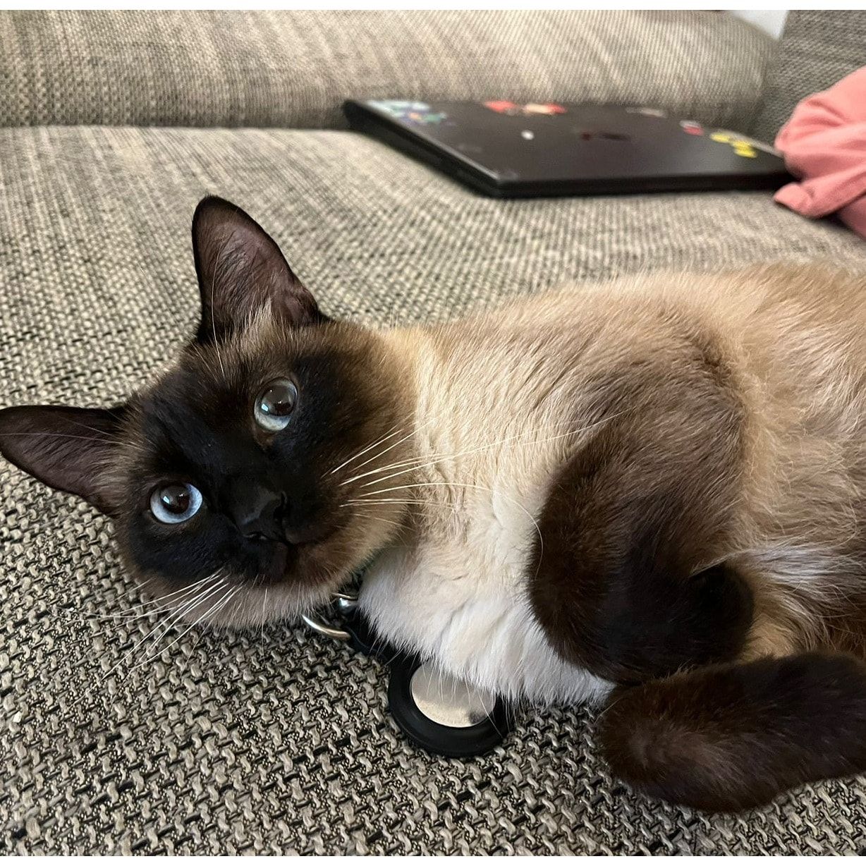 Tuna