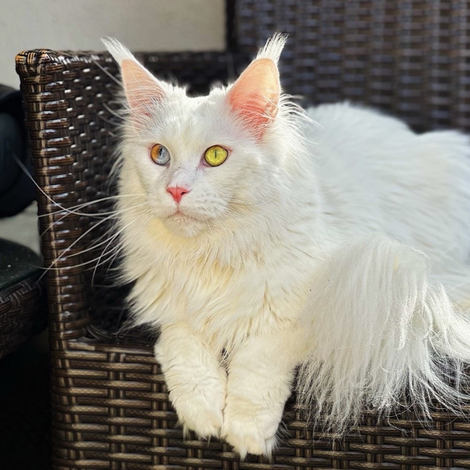 Akasha
