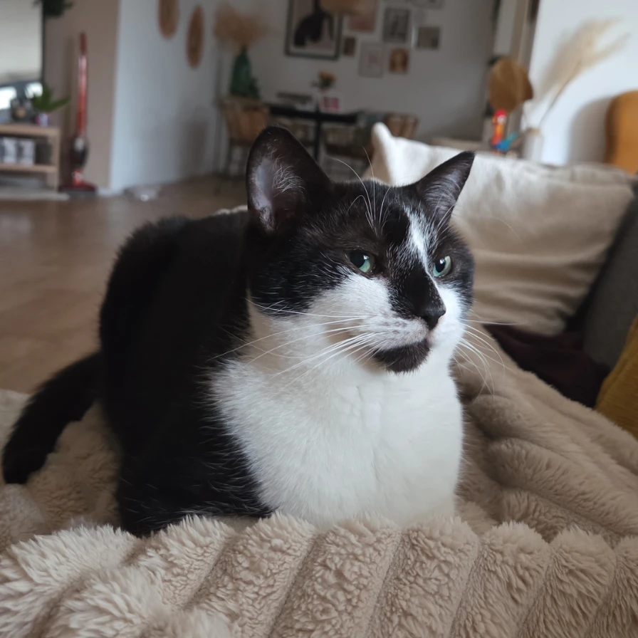 Bella