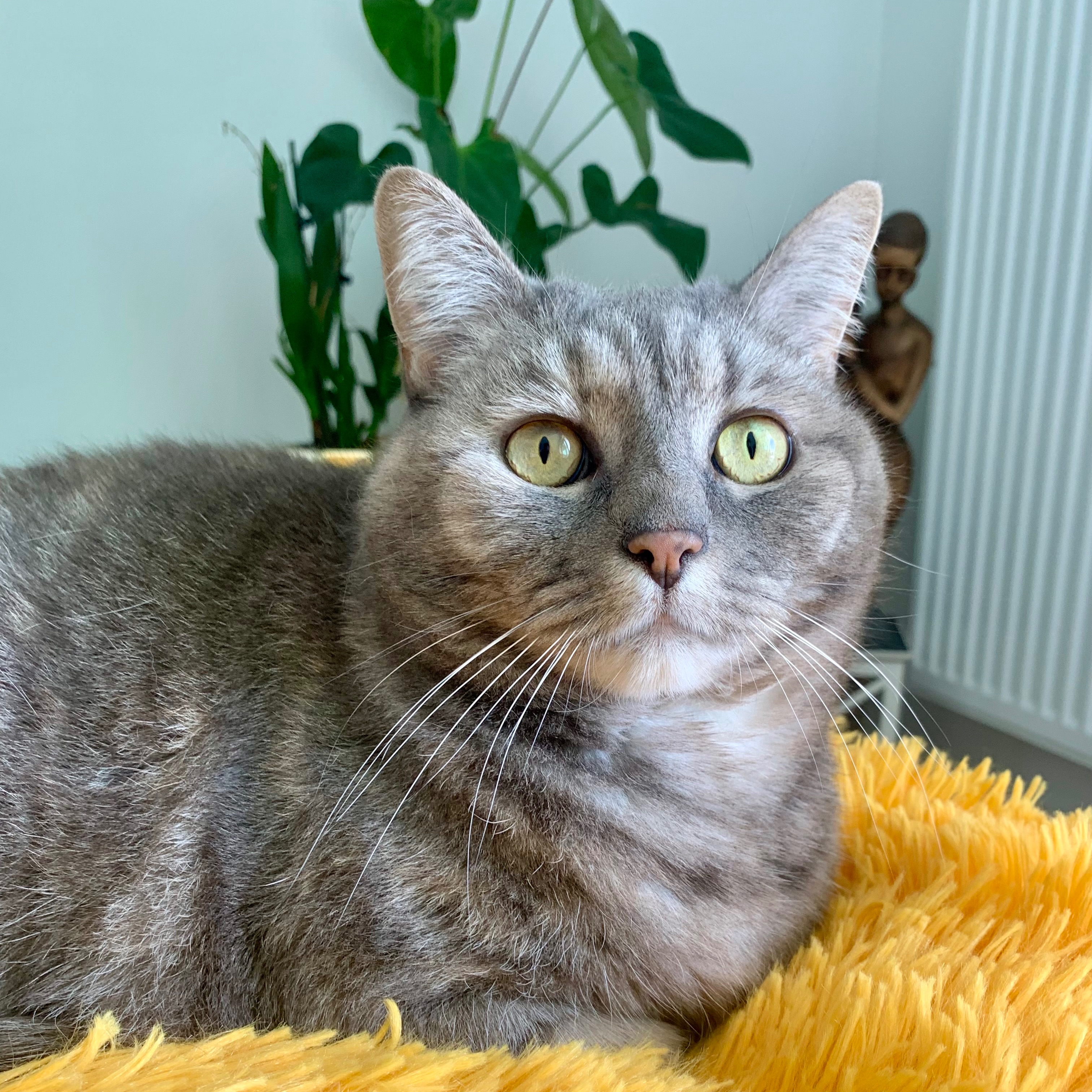 Miaouw