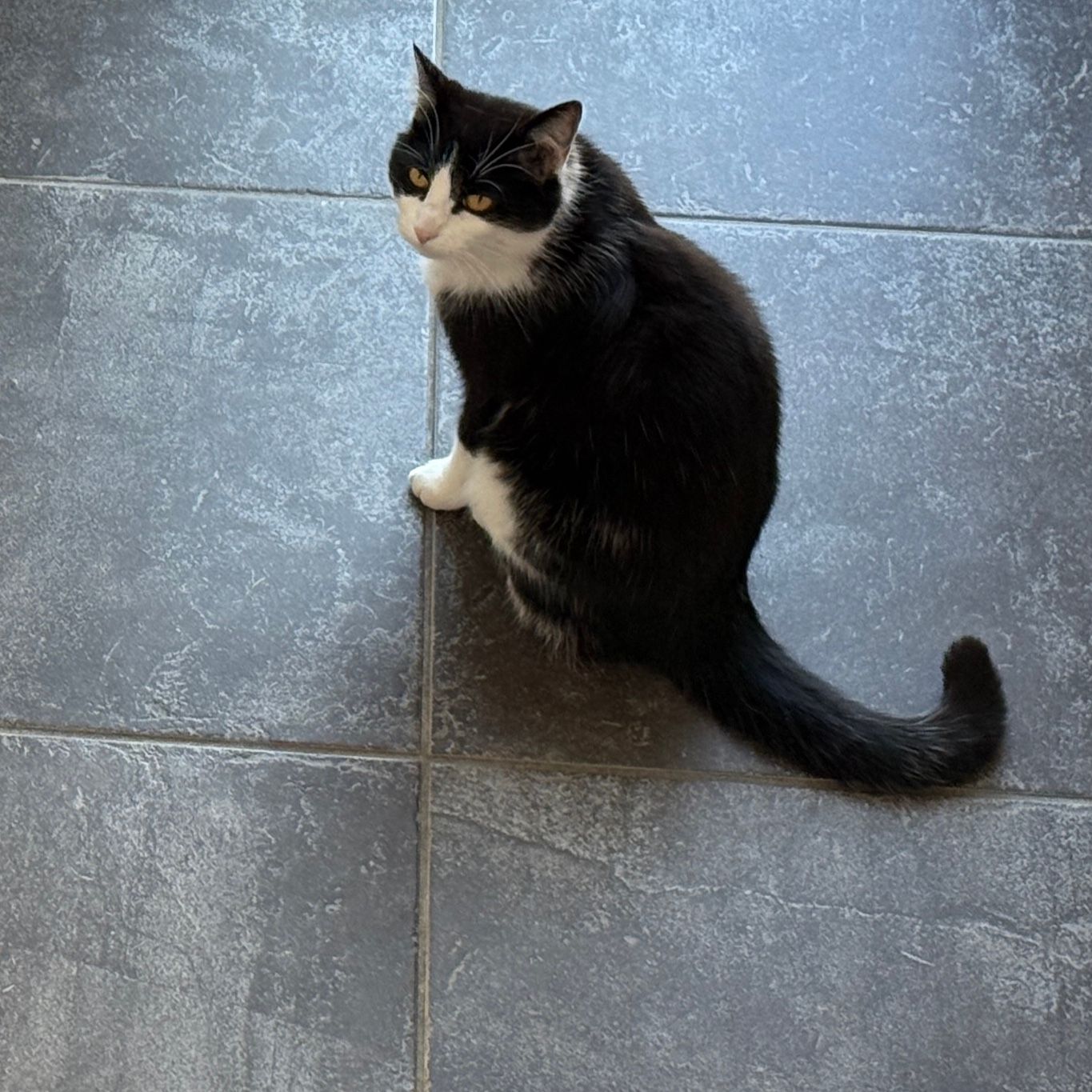 Cleo