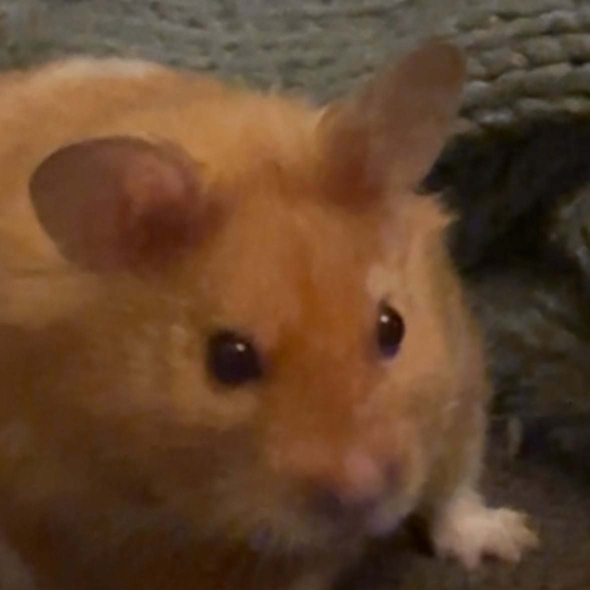 Hammy