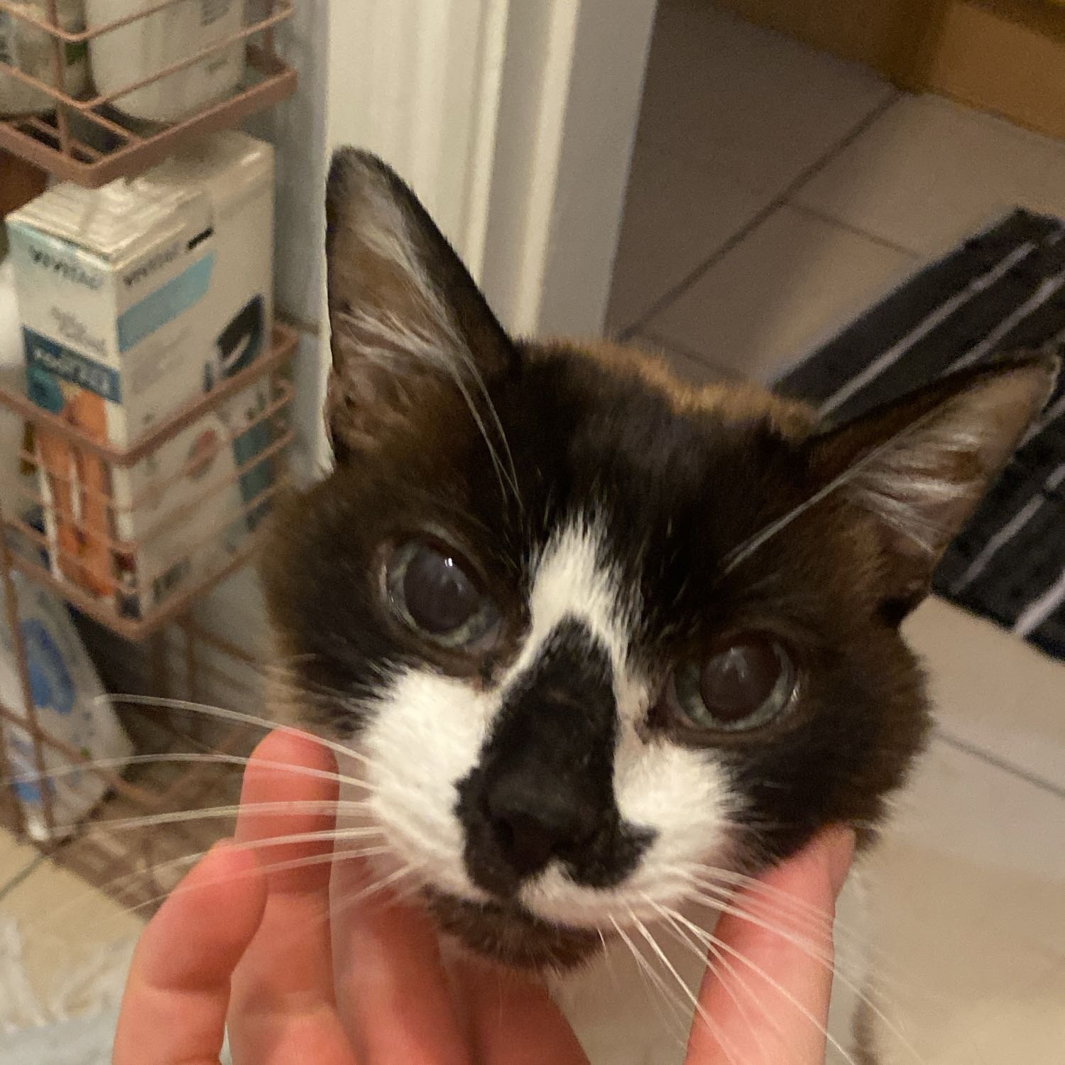 Gatão