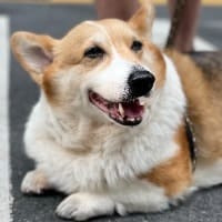 Maggie