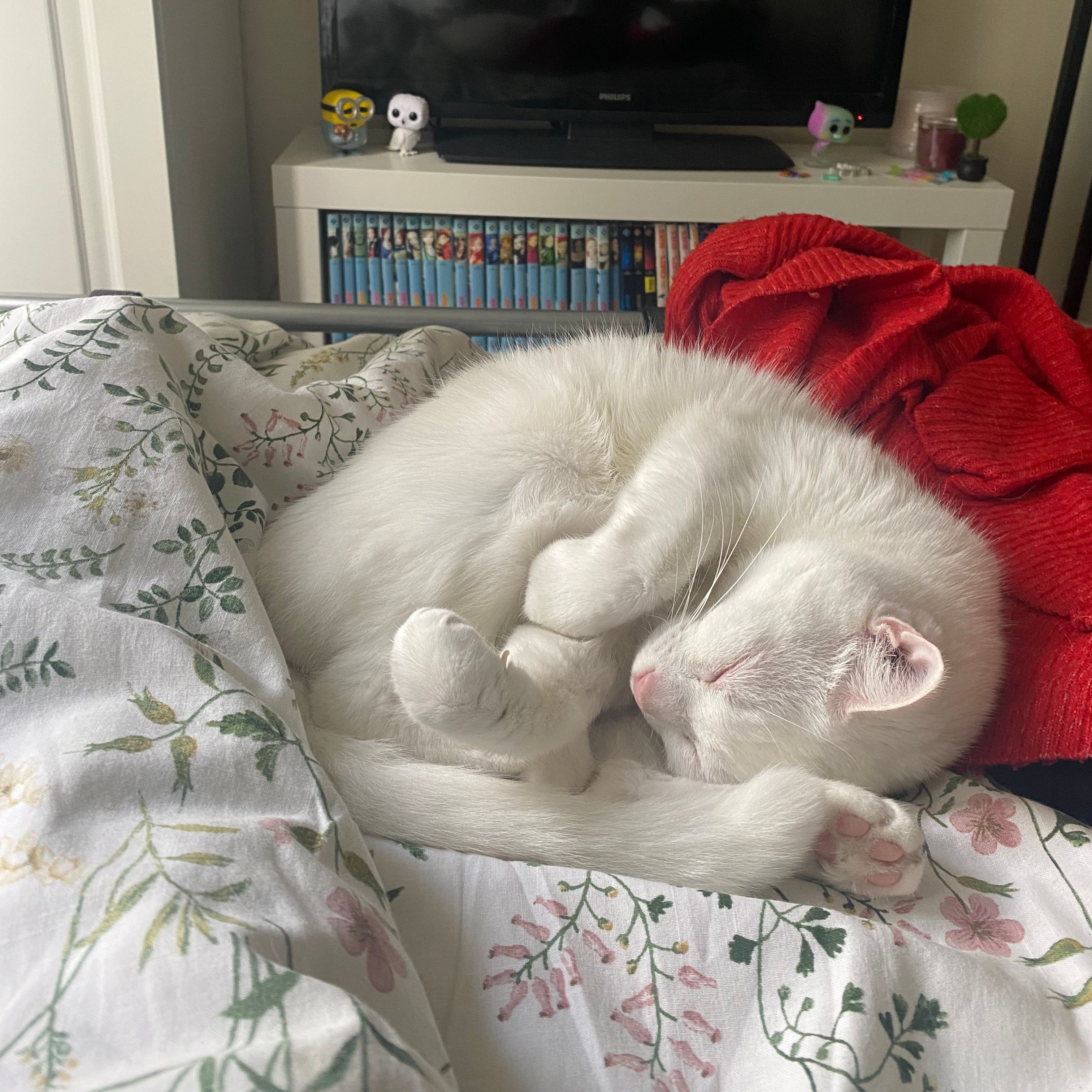 Tsuki