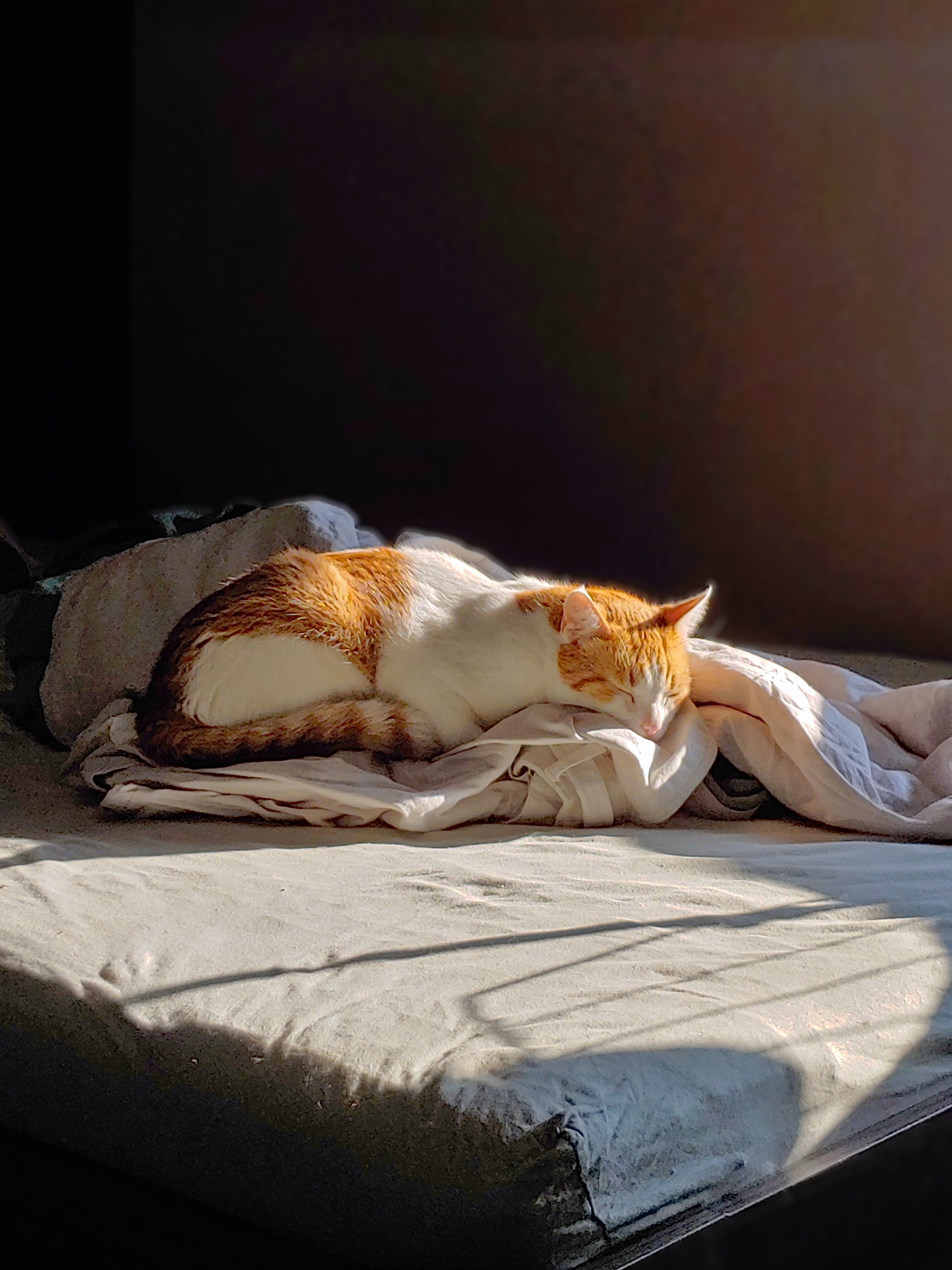 image-7