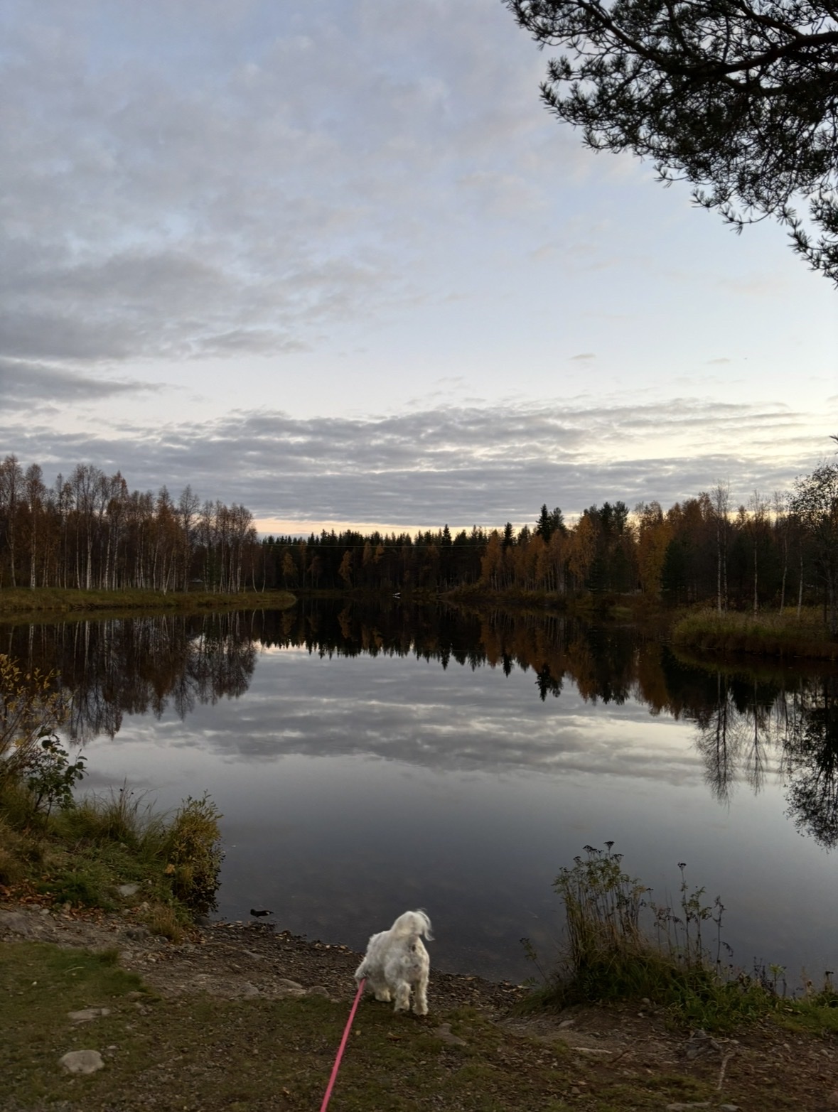 image-0