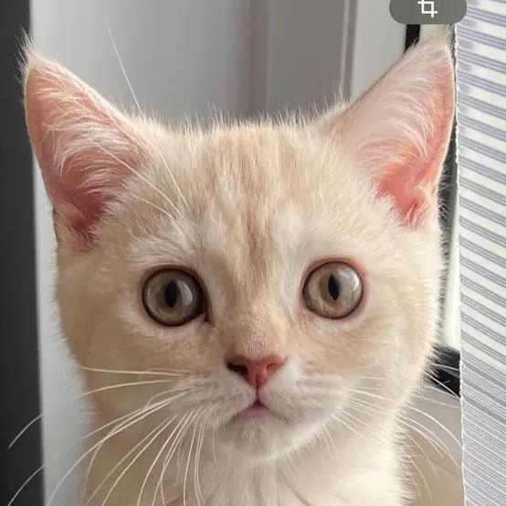 Luca
