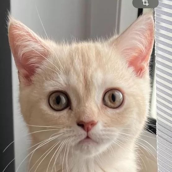 Luca