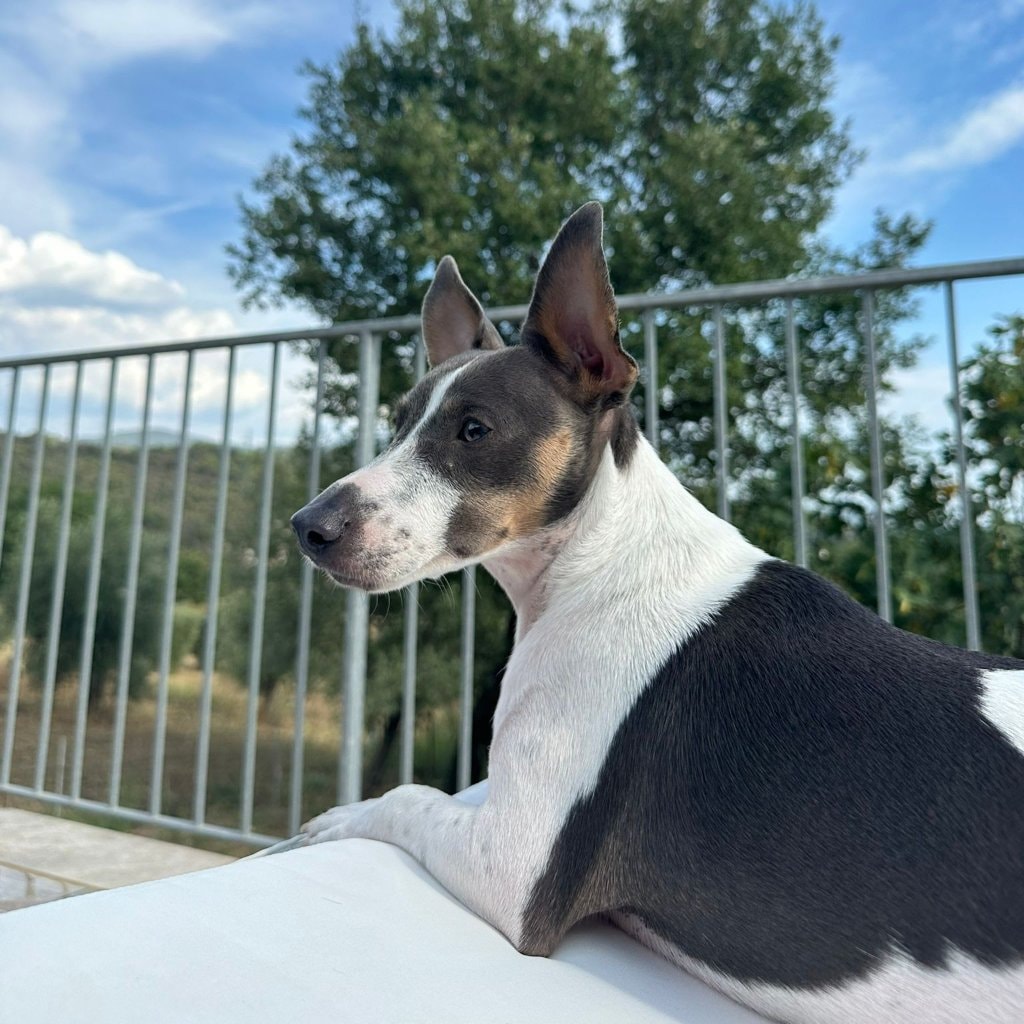Milo