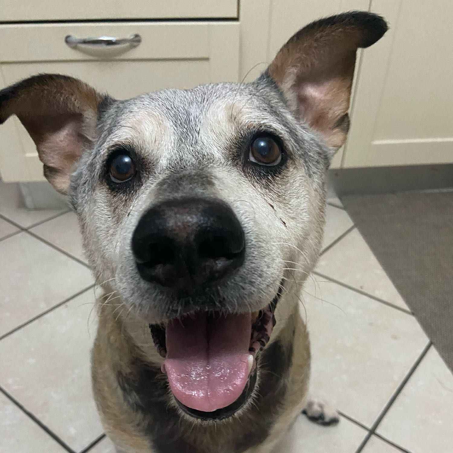 Ringo