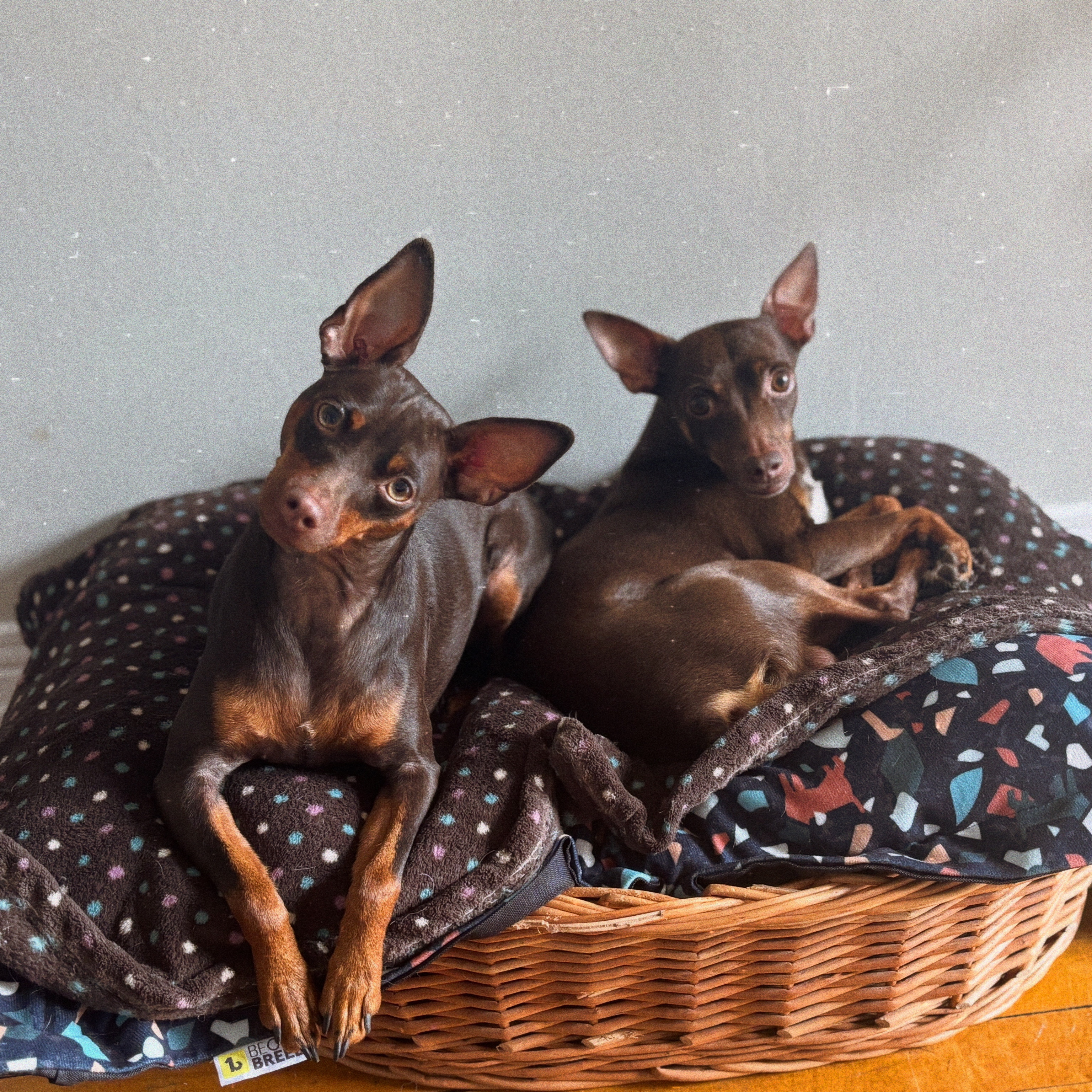 Brownie & Canela (boy & girl) 