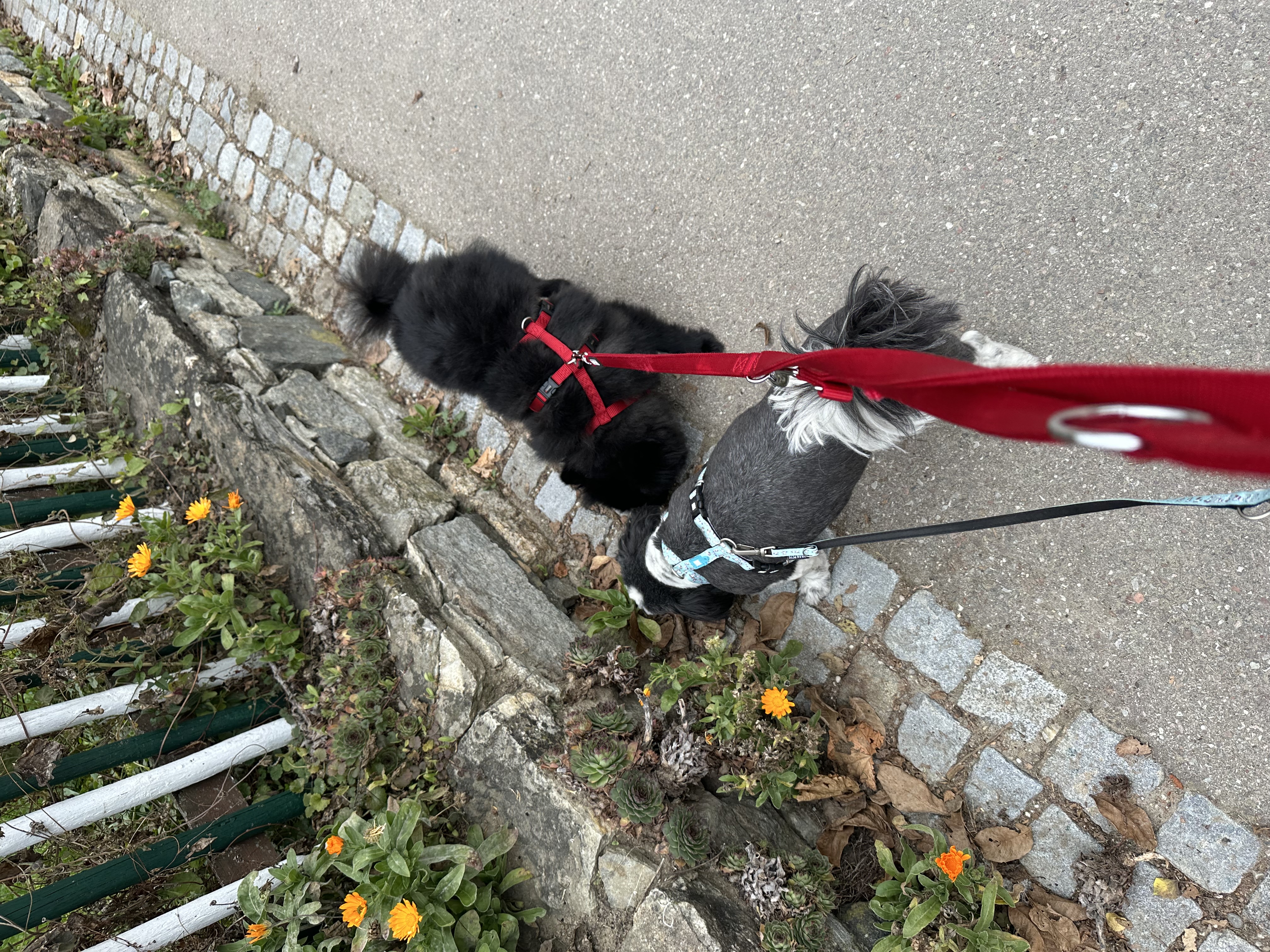 image-6