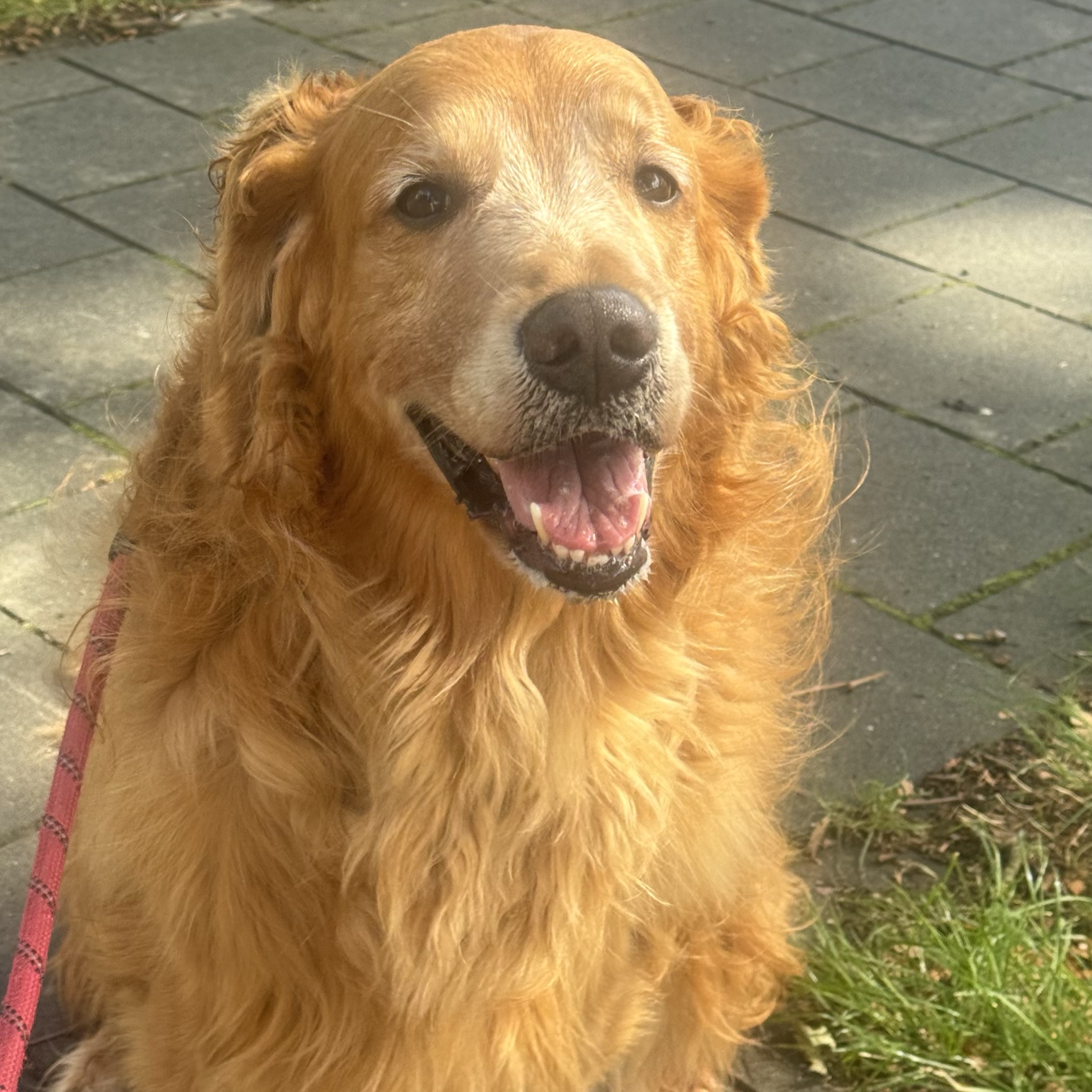 Bailey 