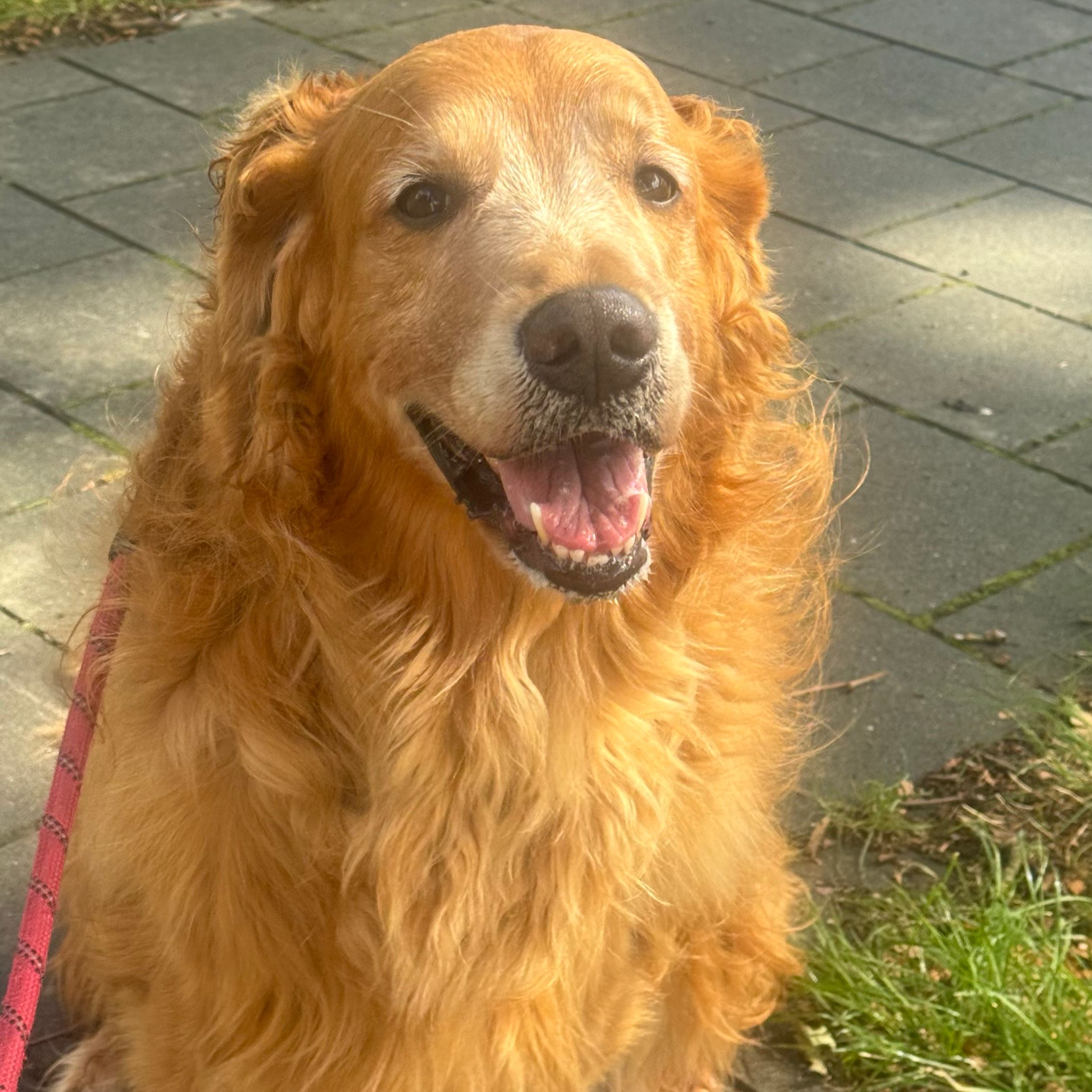 Bailey