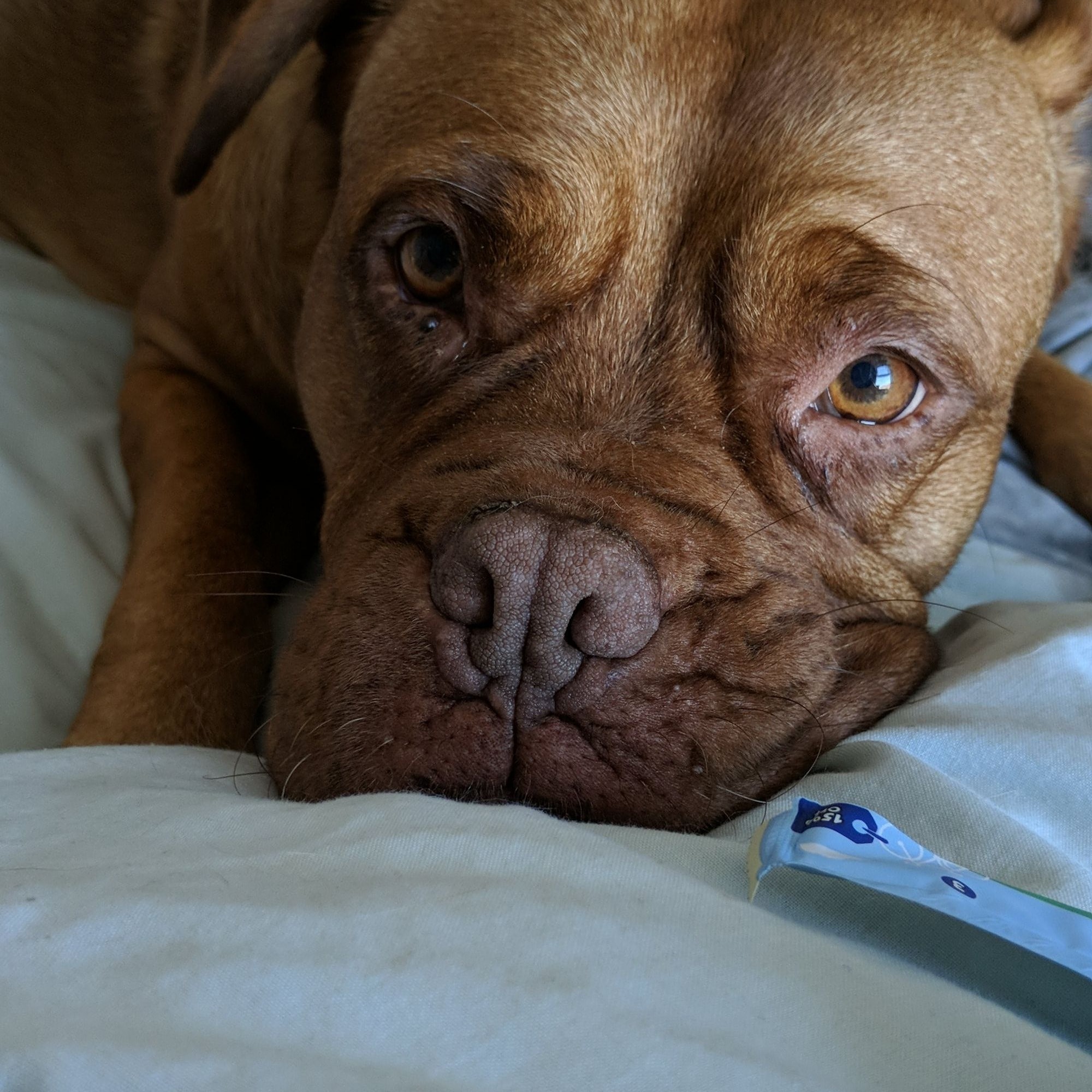 Bella