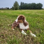 Roef