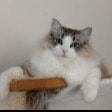 Bijou (aka Sjoe)