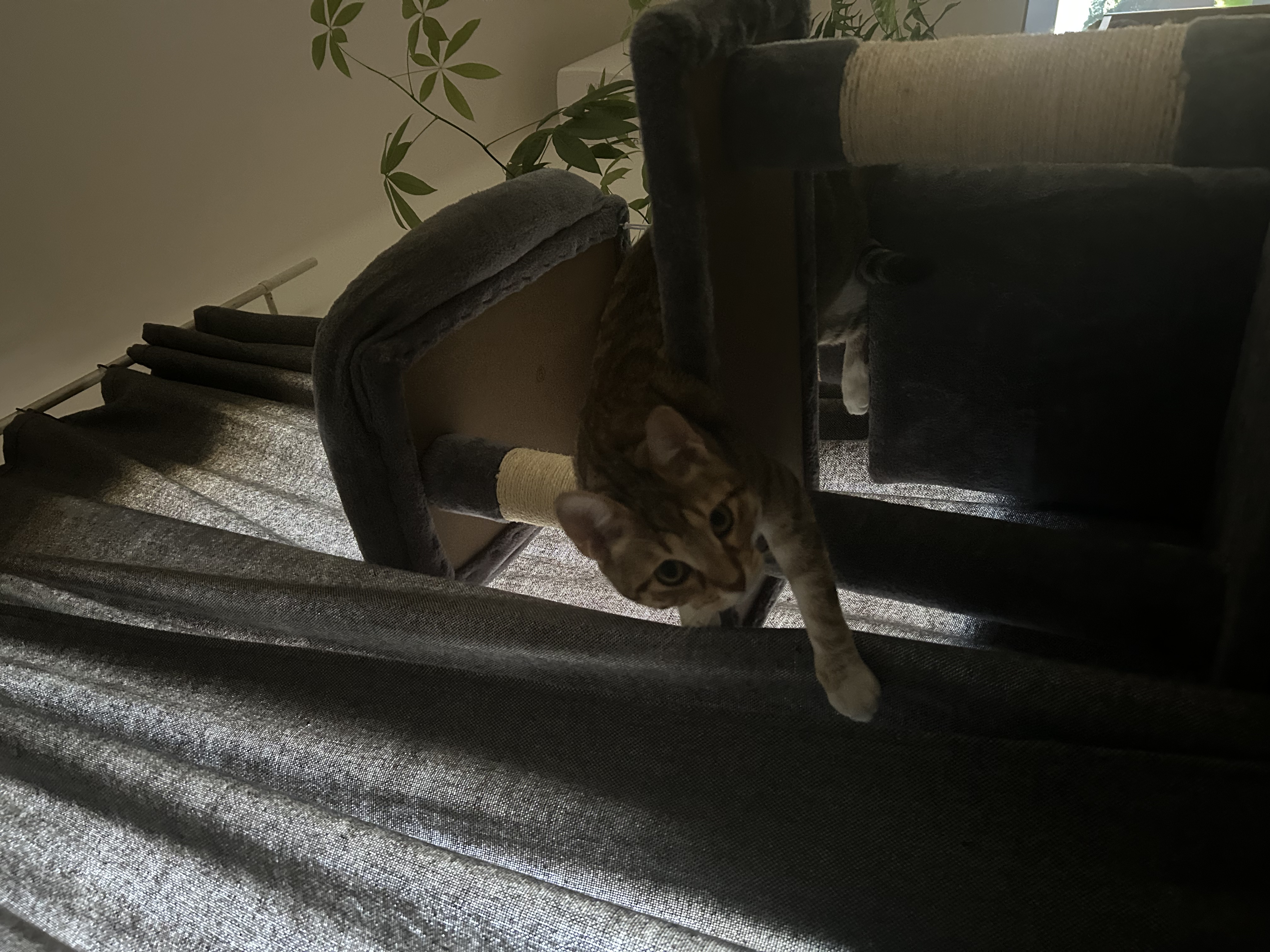 image-6