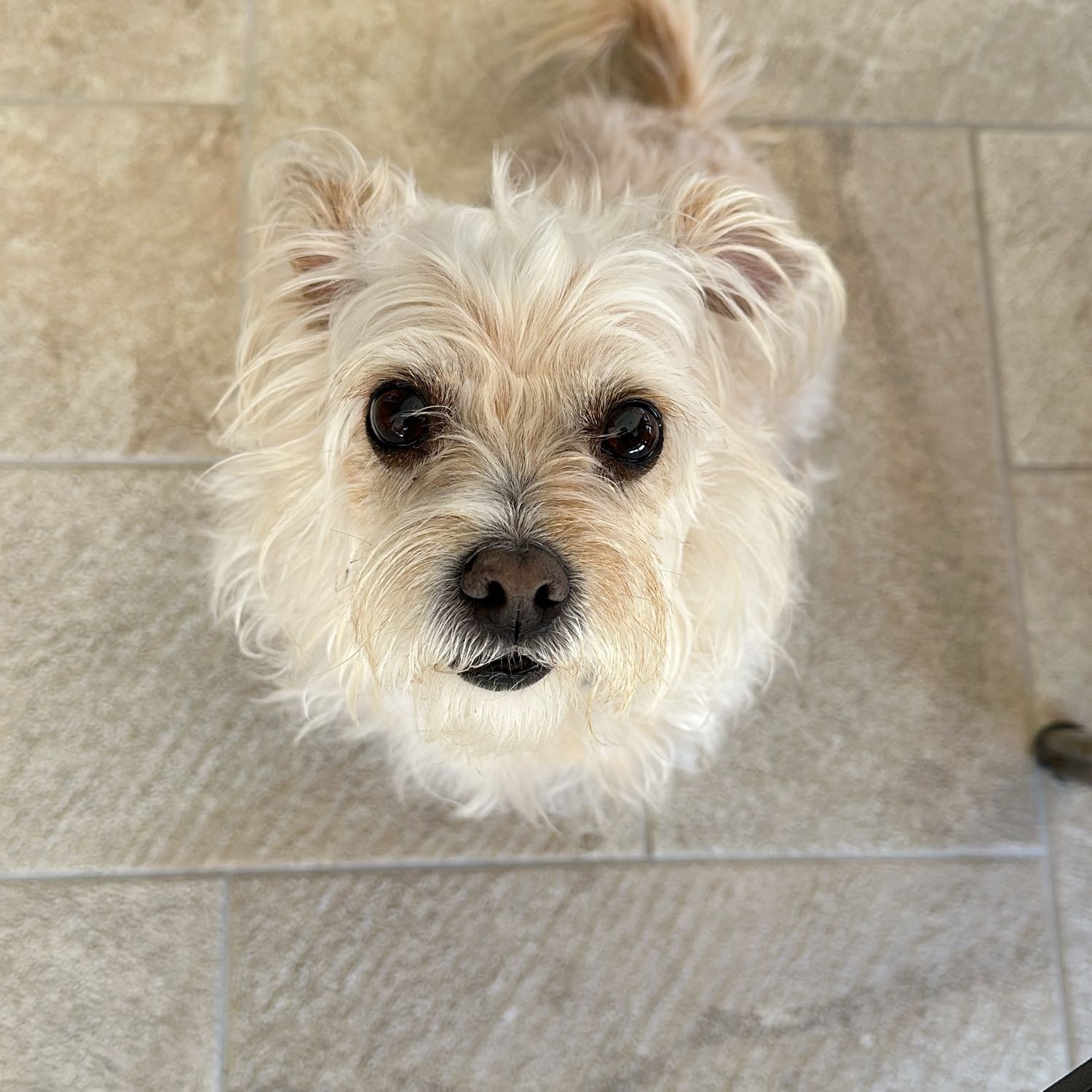 puffetta