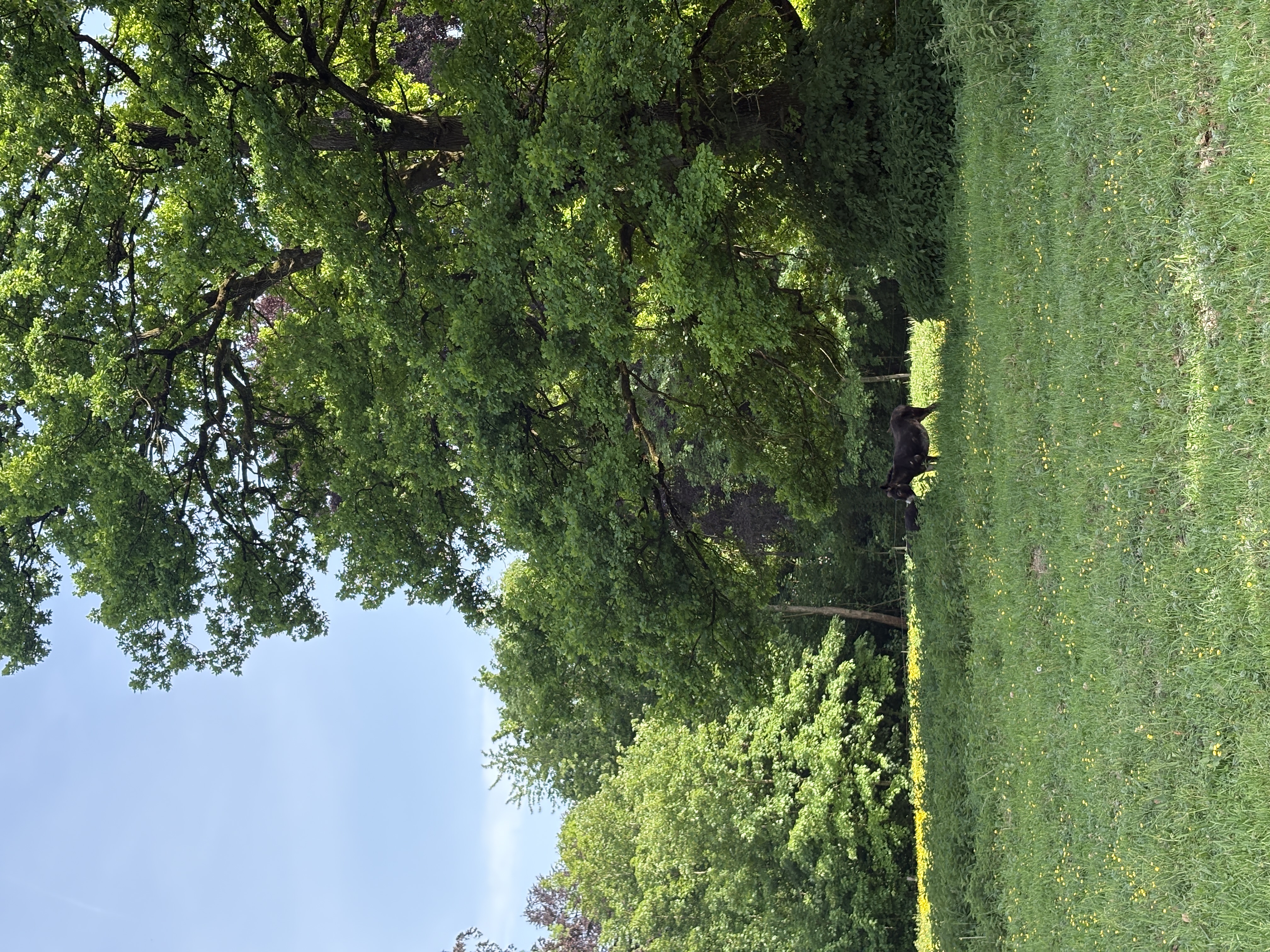 image-7