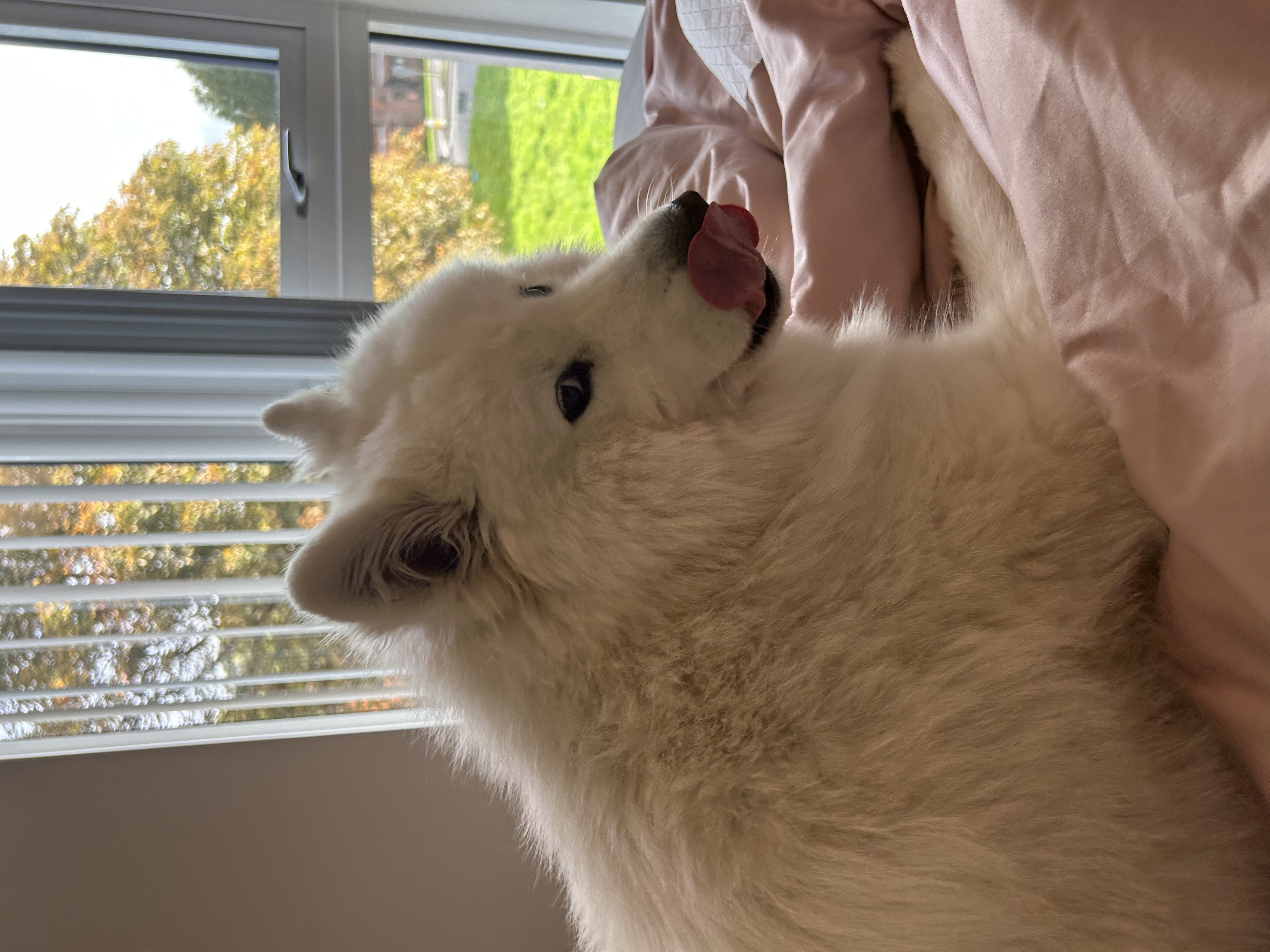 image-8