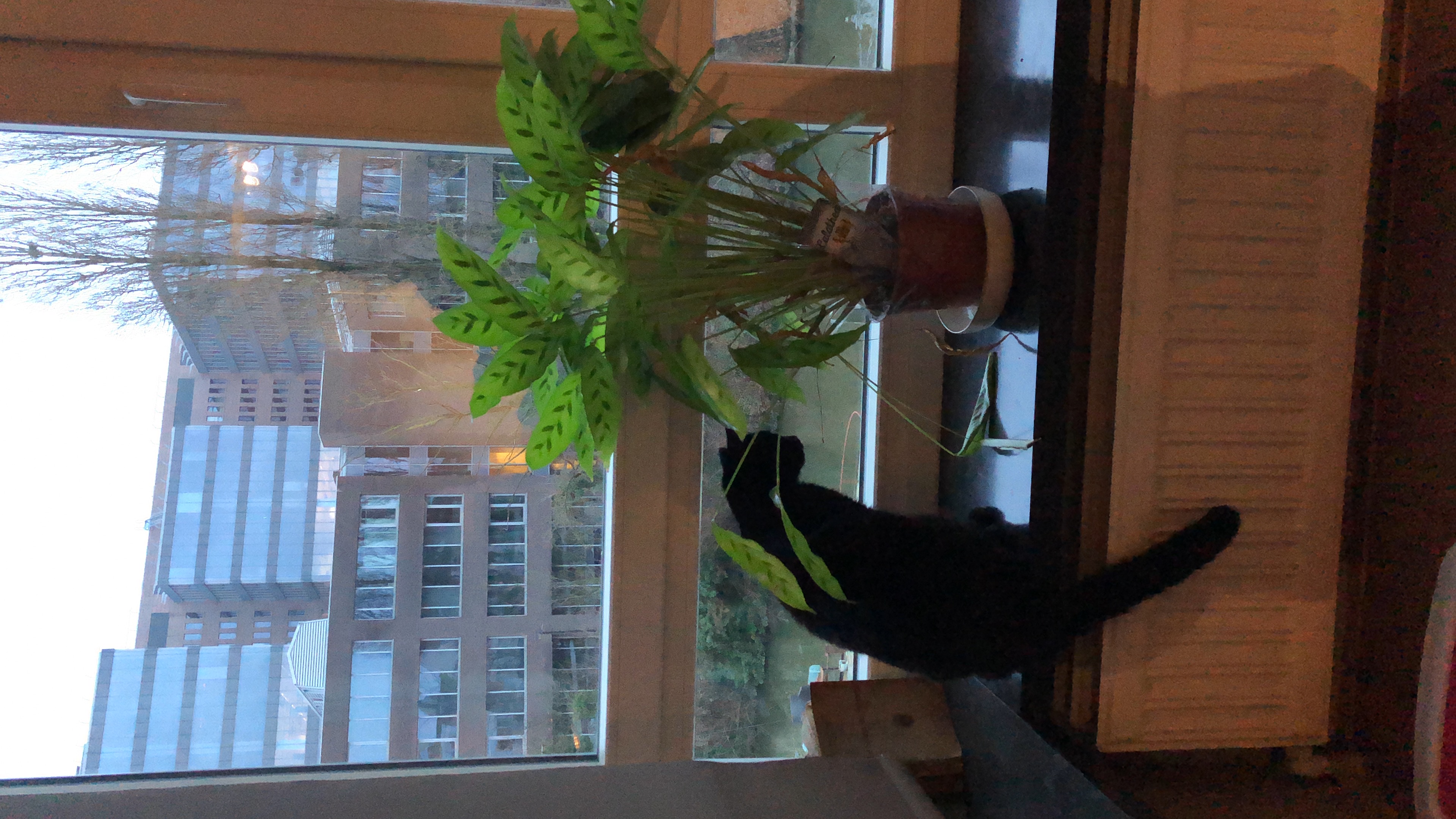 image-17