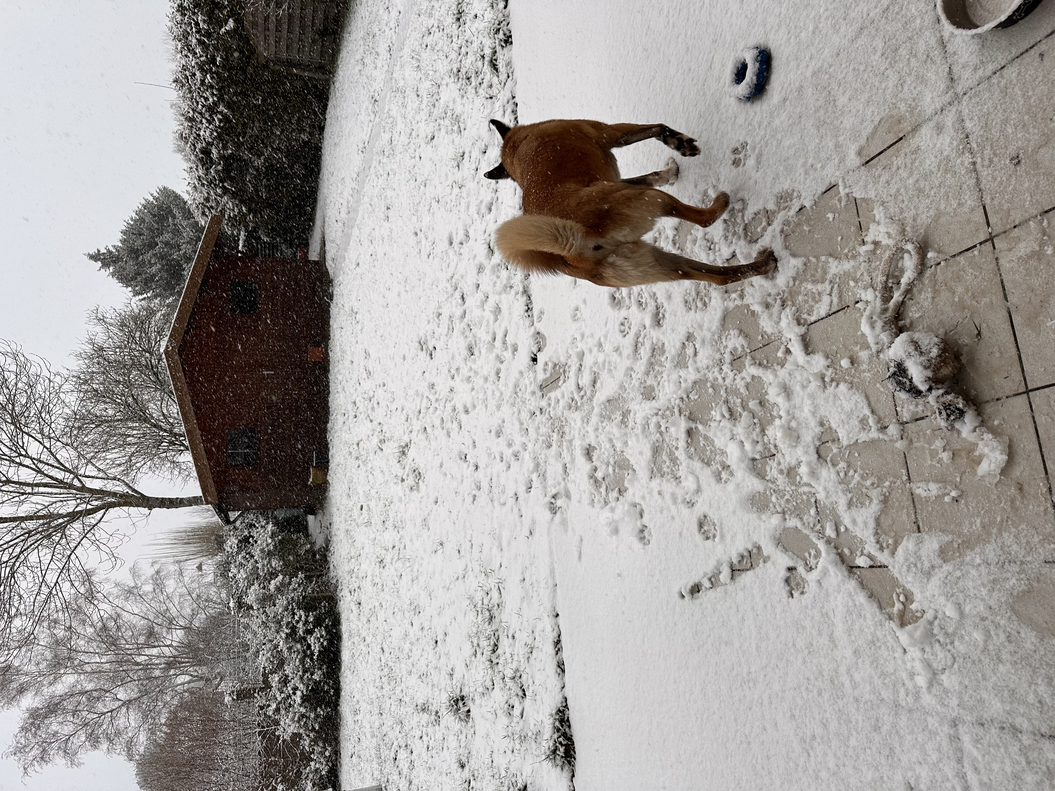 image-4