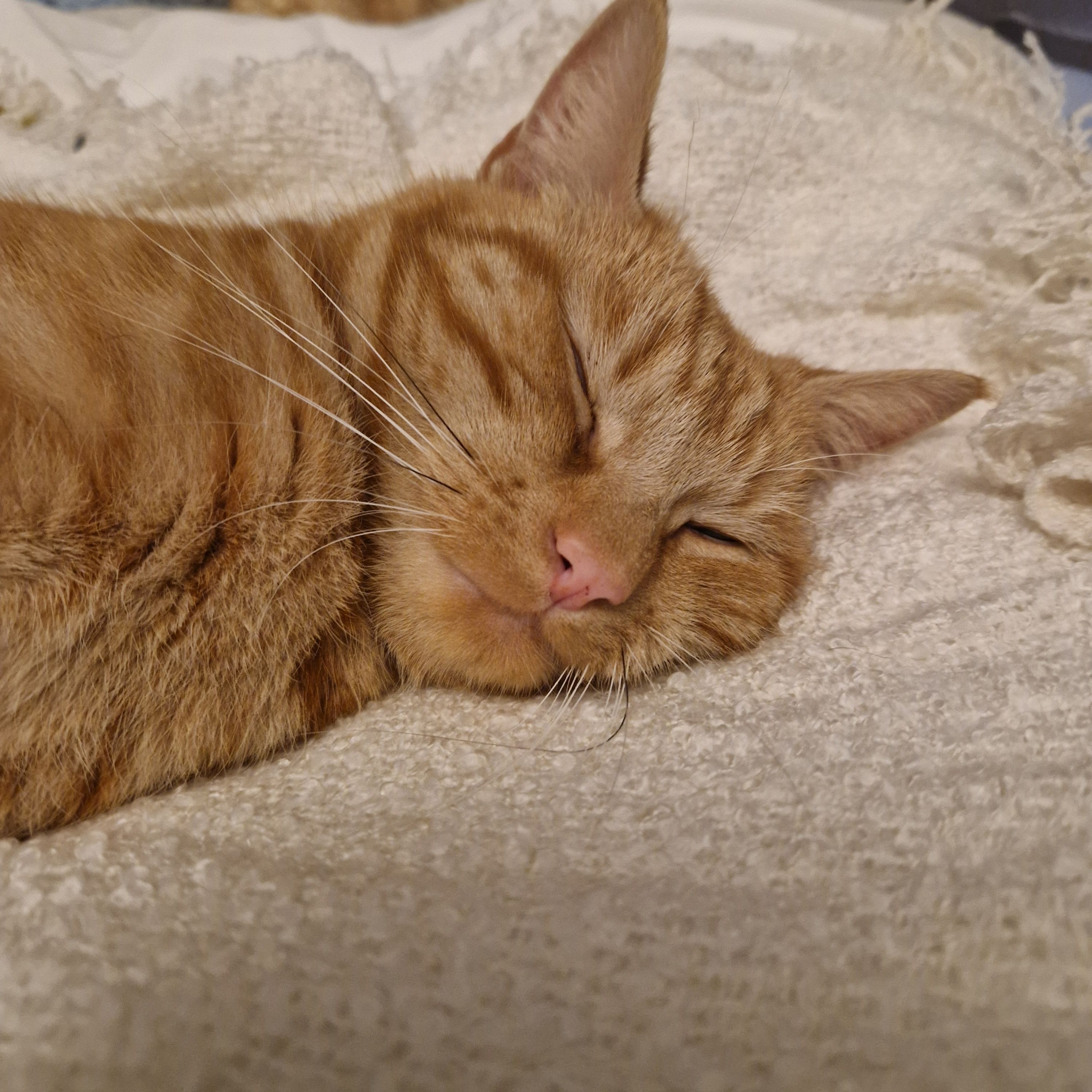 Toby
