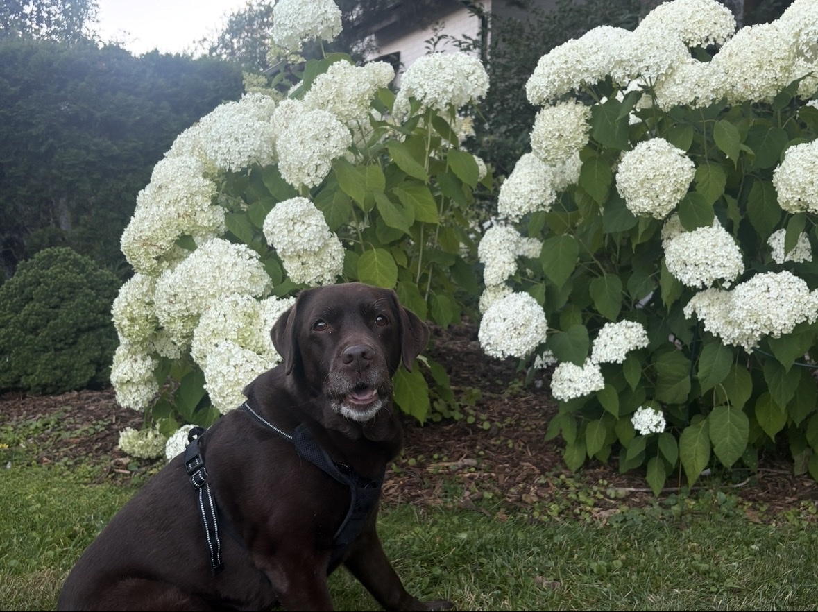 image-17