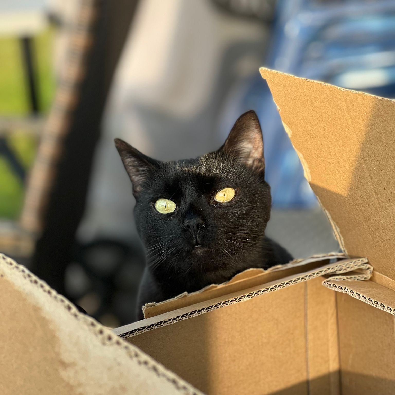 Bagheera